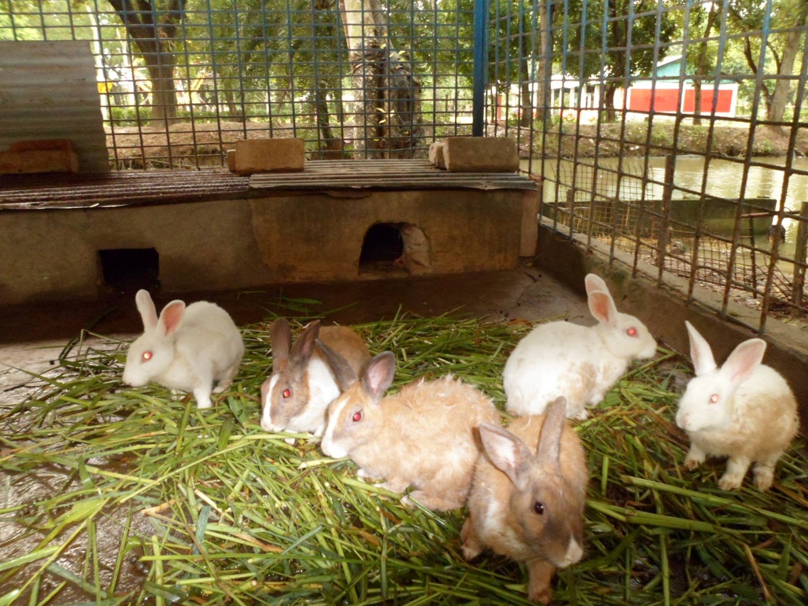 Кролики живут на улице. Раббит кролиководческая ферма. Канадская кролиководческая ферма. Кроличья ферма Лелечи. Ферма кроликов.