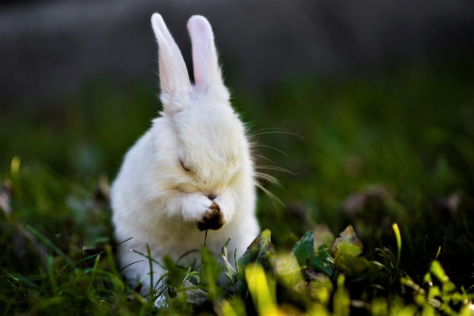 Заяц сразу. Белый кролик. Заяц белый. Белый пушистый кролик. Милый кролик.