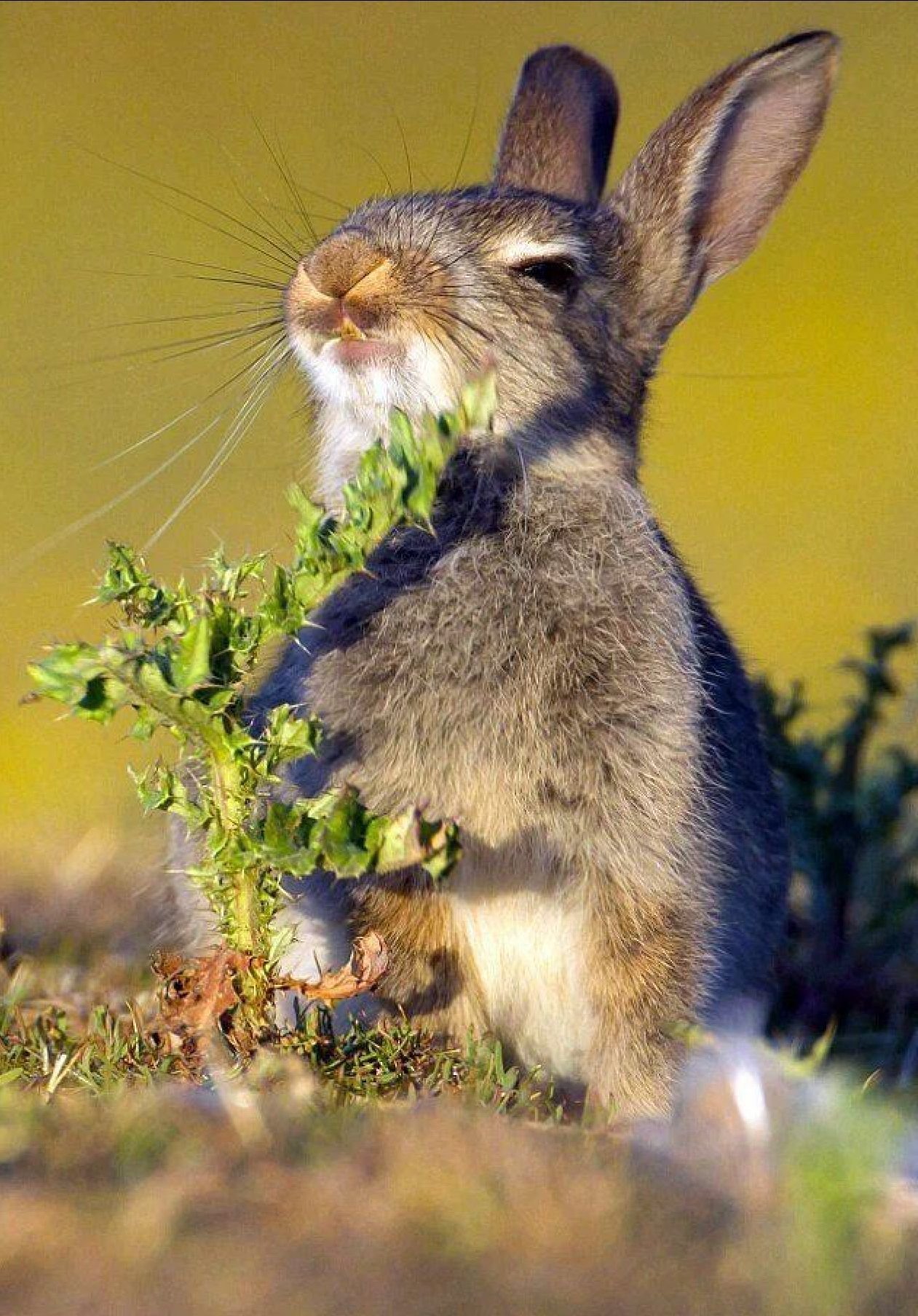 Про смешного зайца. Серый заяц-Русак. Заяц картинка. Прикольный заяц. Заяц серый.