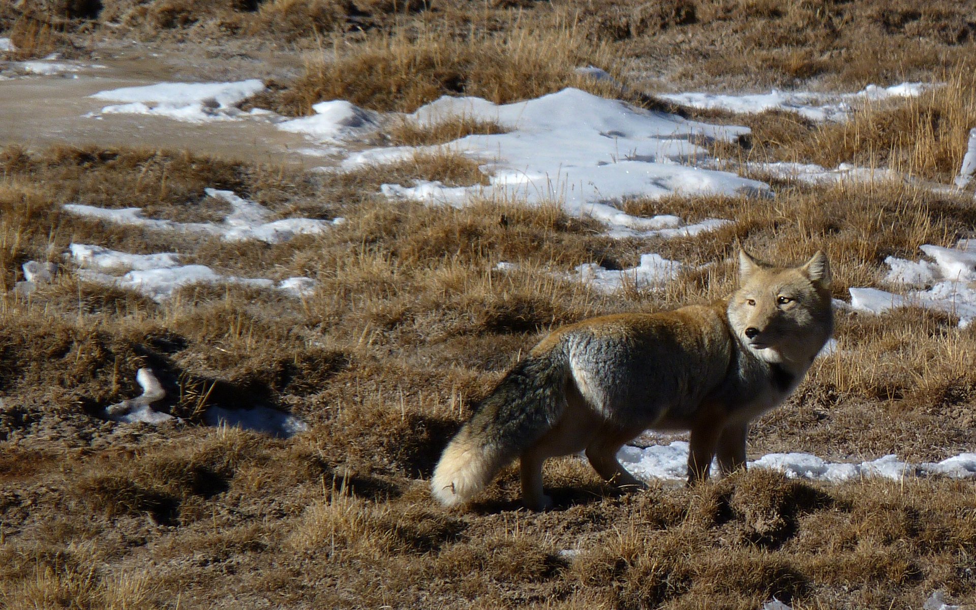 Дикие животные весной картинки. Тибетская лиса Николас Кейдж. Шерстистый волк Тибет. Дикие животные весной.