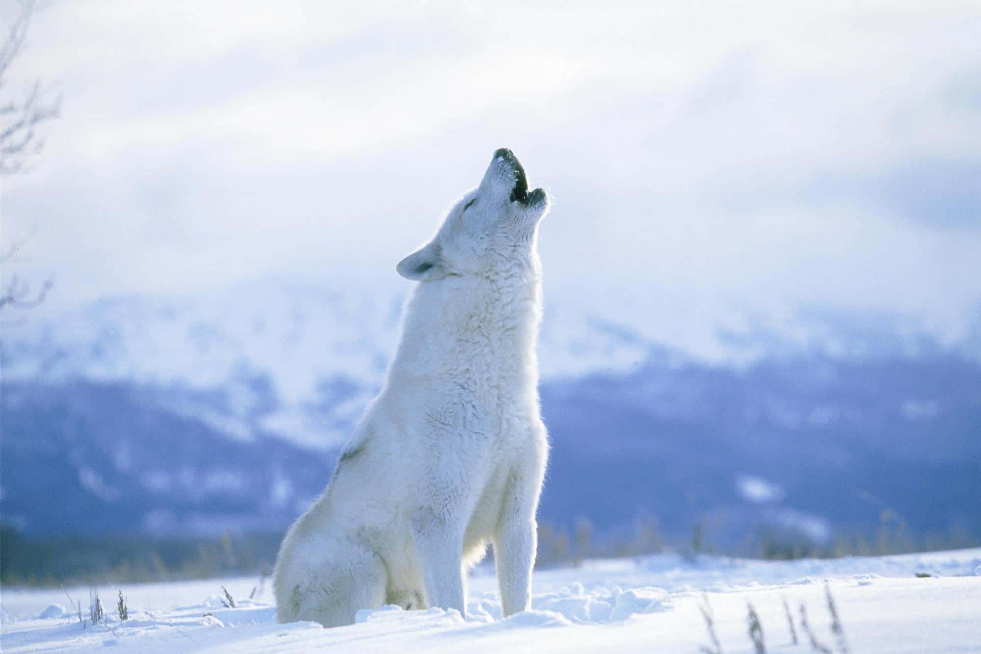 Волк новое слово. Мелвильский островной Арктический волк. Белый Полярный волк. Арктический Полярный волк. Полярный волк в тундре.