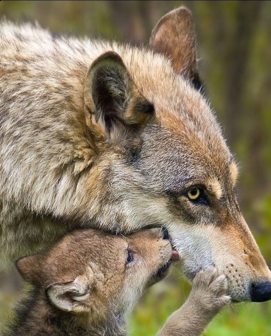 Мамы про волков. Волк волчица и Волчонок. Мелвильский островной волк с волчатами. Волчица с волчатами. Детеныш волка.