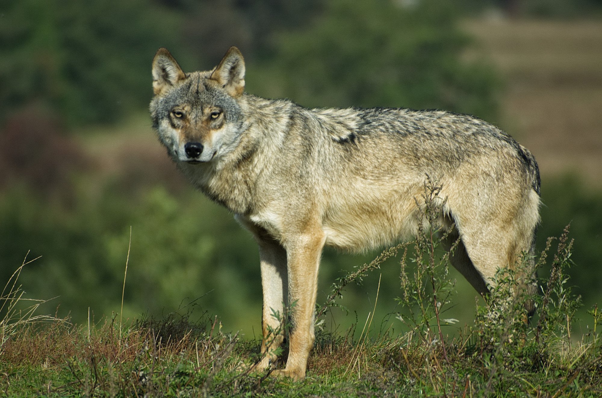 Волк евразии. Волк canis Lupus. Тундровый волк. Волк - canis Lupus l.. Среднерусский Лесной волк.