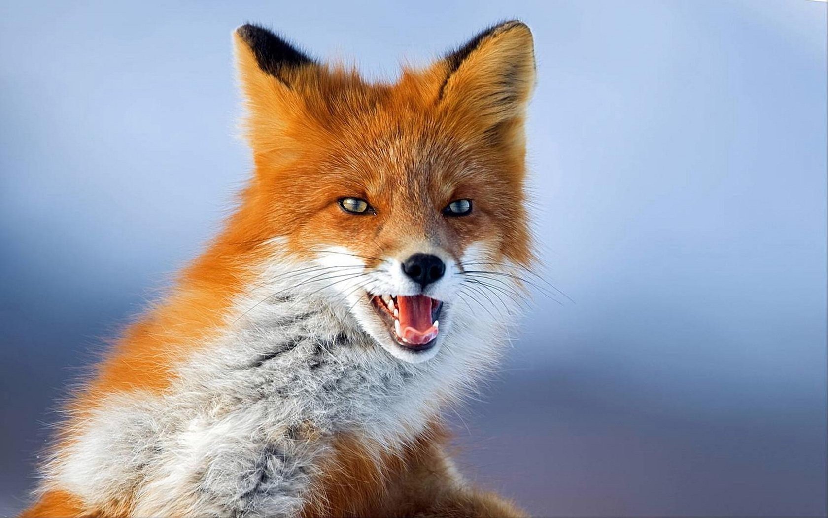 First fox. Лиса. Фото лисы. Красивая лиса. Рыжая лиса.