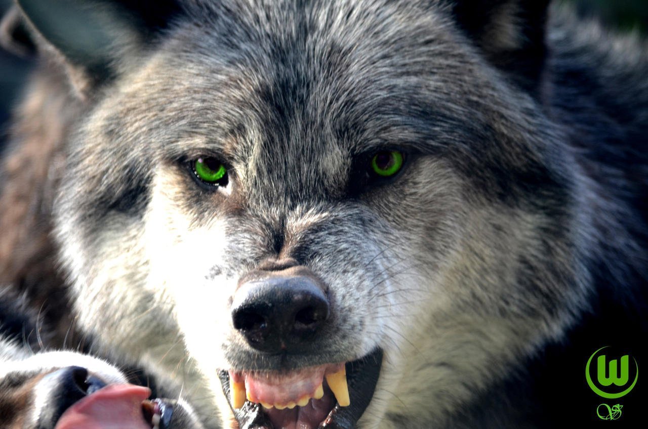 Злой оскал. Злой волк. Морда волка. Оскал волка. Самый страшный волк в мире.