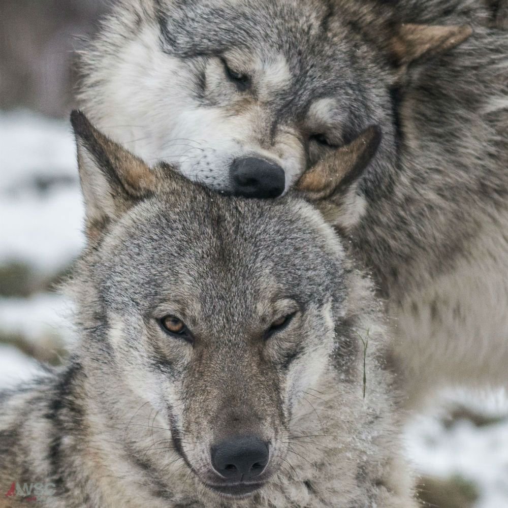 пара волков картинки волк и волчица