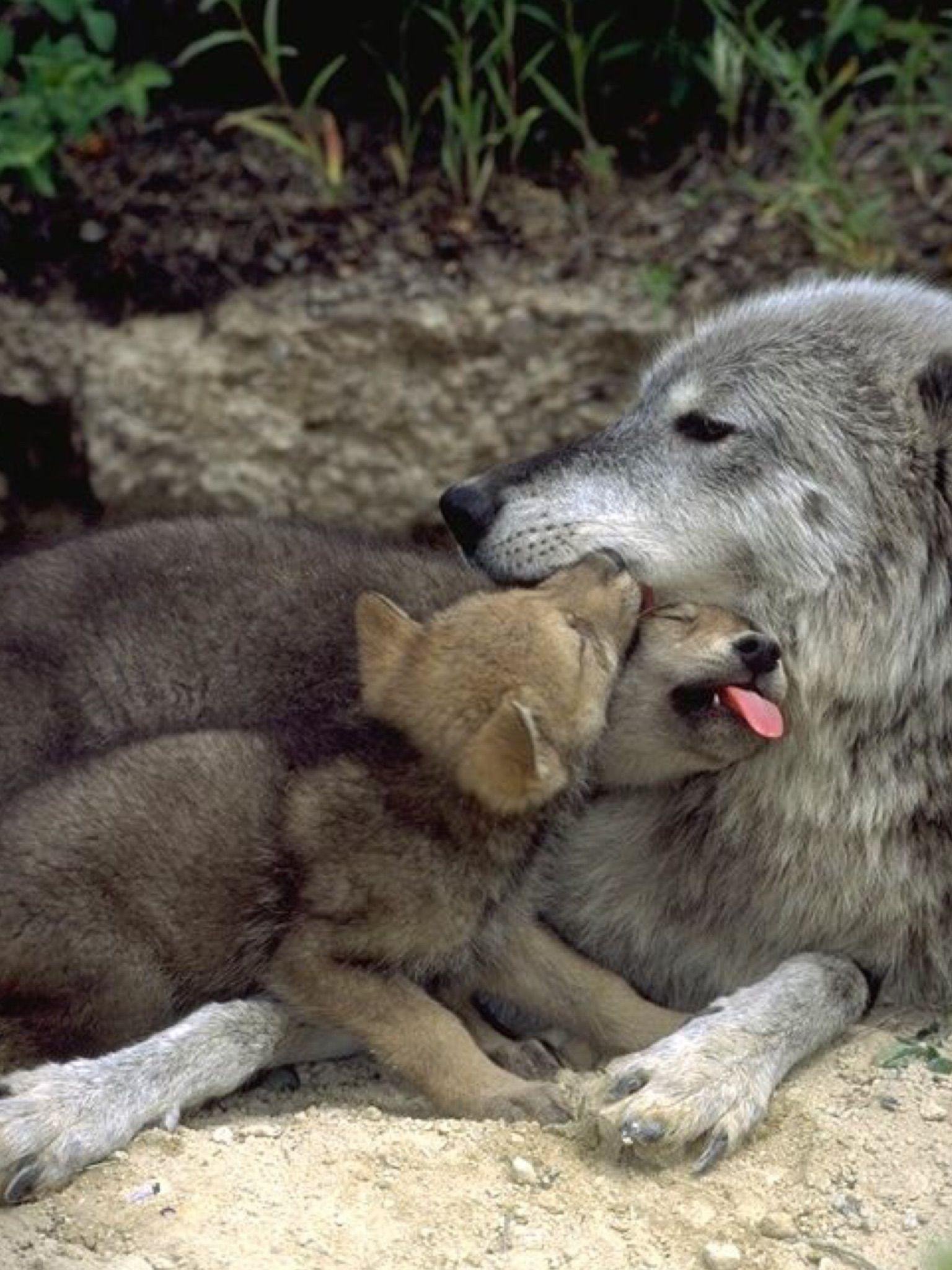 Мамы про волков. Волк волчица и Волчонок. Волчья семья. Волк и волчица семья. Семья Волков.