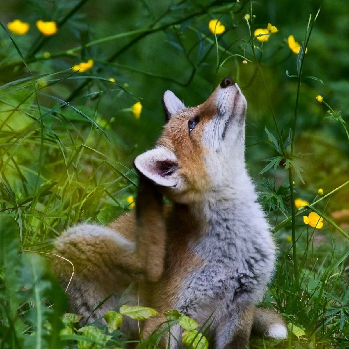 Пробуждение животных. Животные весной. Лиса весной. Красивая лиса.