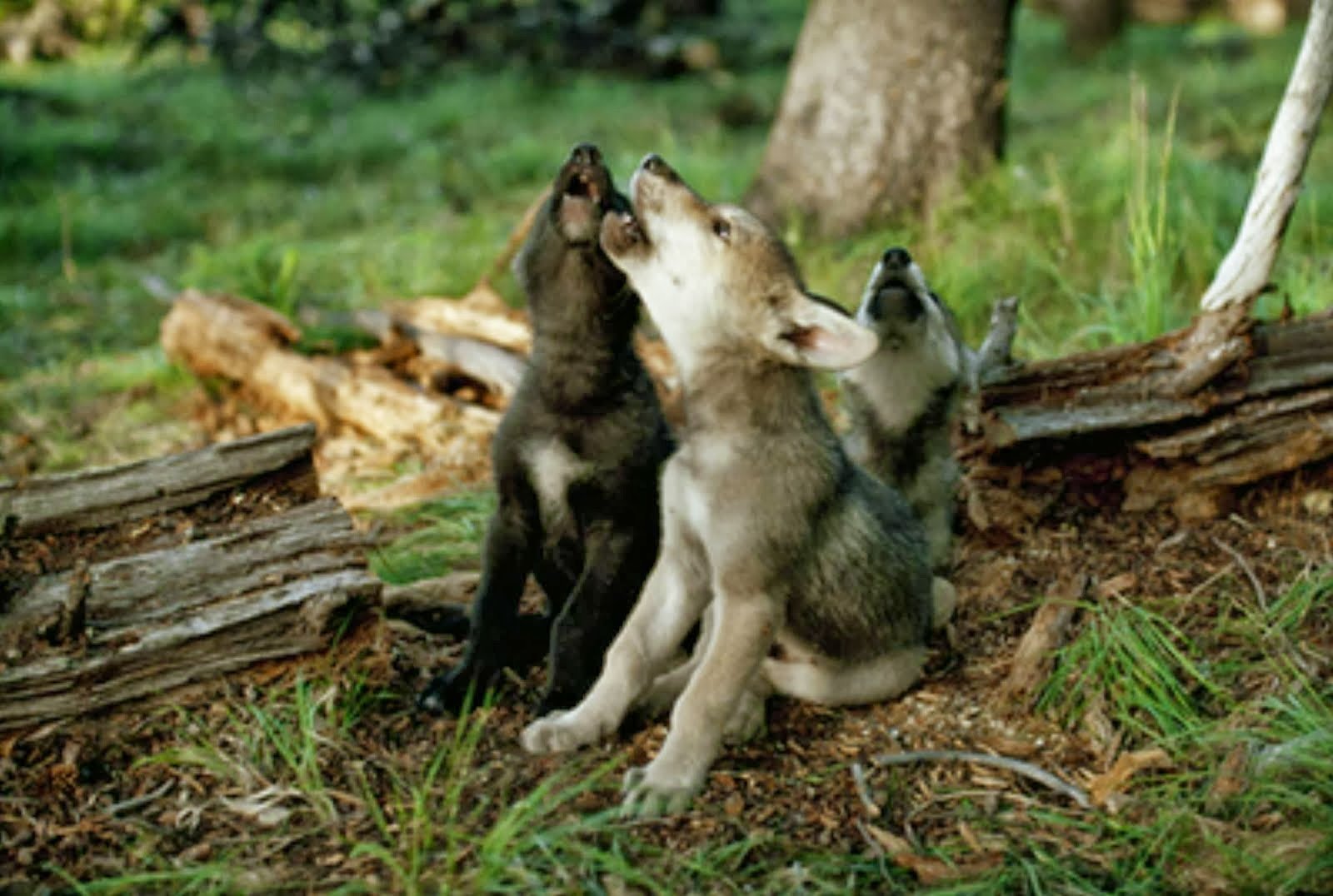 Living wolfs. Волк волчица и 2 волчонка. Волк с волчатами, Логово волка. Волчица с волчатами. Про маленького волчонка.