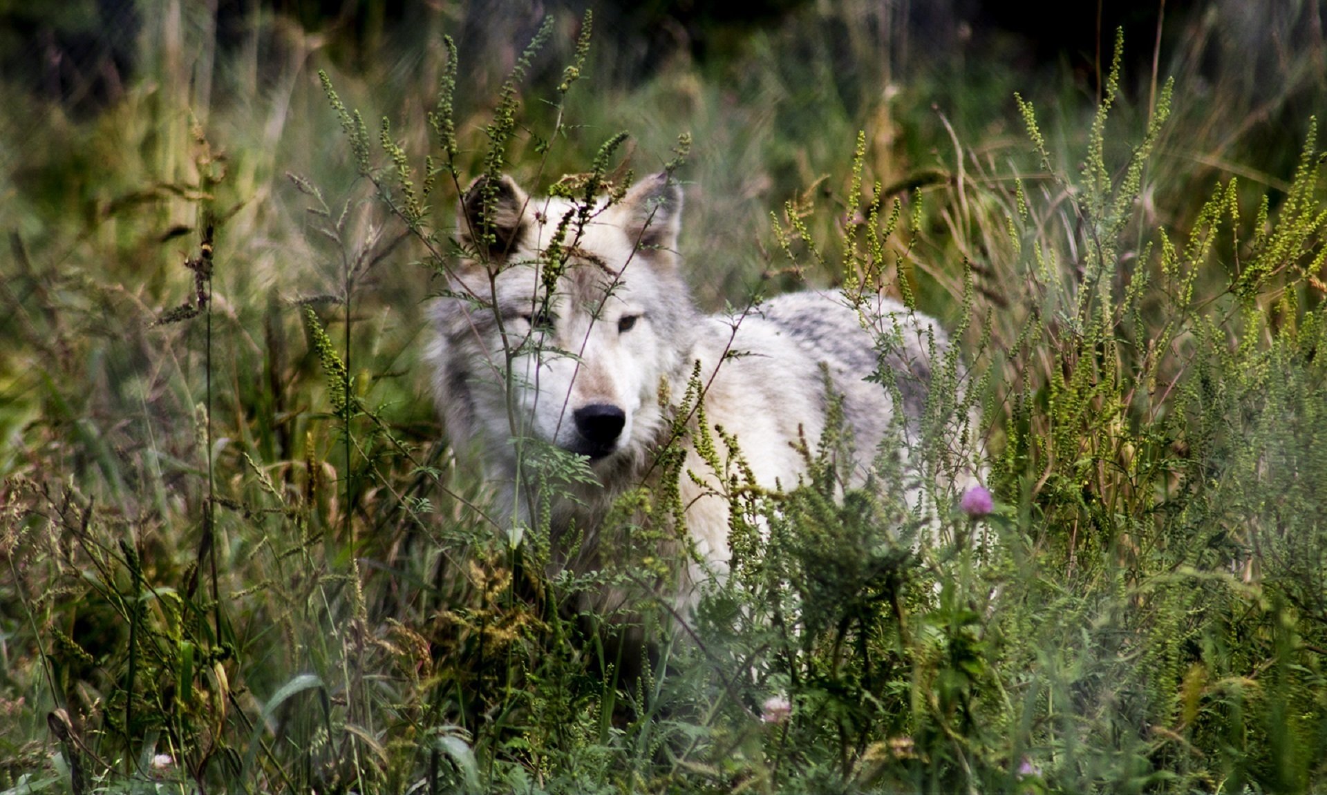 Дикая жизнь волков. Волк в дикой природе. Волк в траве. Волк фото.