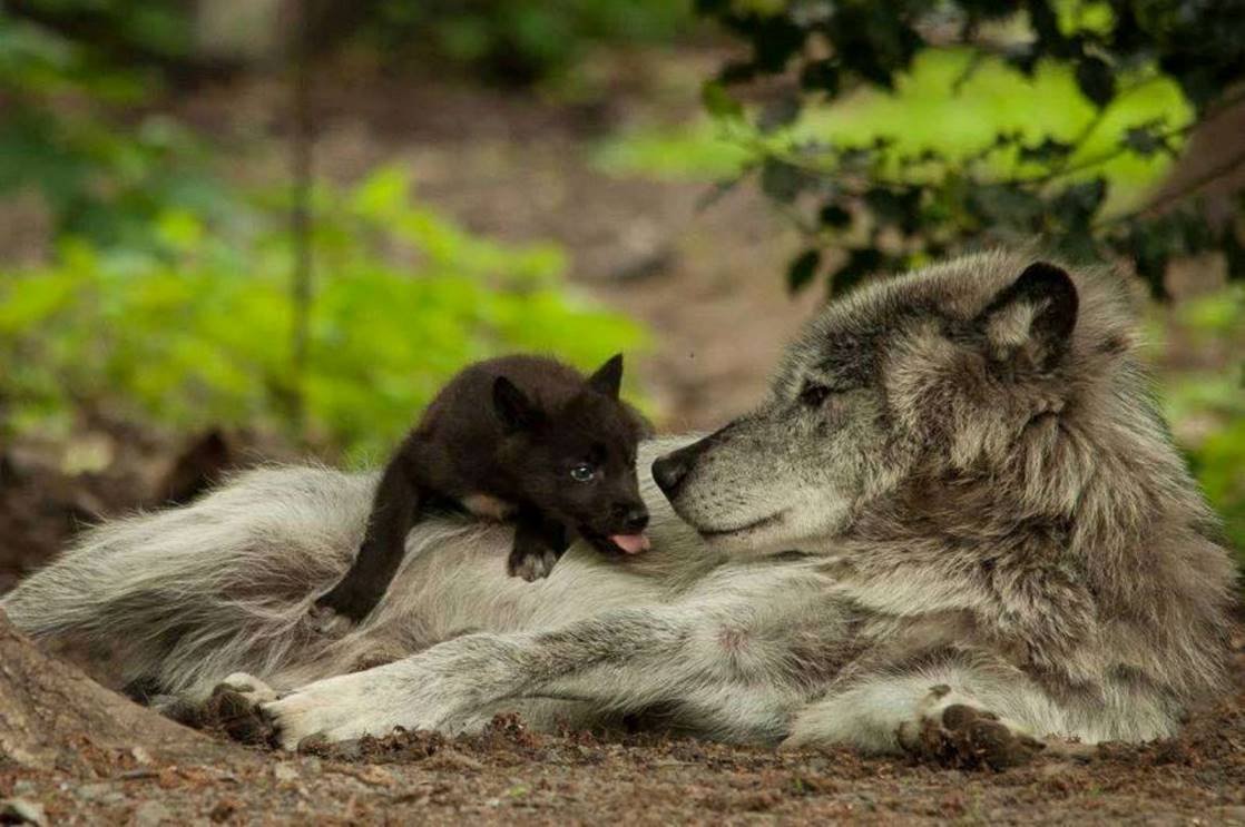 Мамы про волков. Волчье Логово (волчица с волчатами) в. Горбатов. Волк с волчатами. Волк и волчица. Волк волчица и Волчонок.
