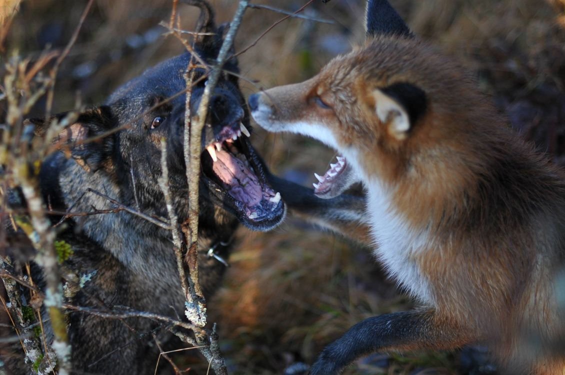Волк и лиса группа. Собака Тинни и дикий рыжий Лис сниффер. Волк и лиса. Лис и волк. Лисы и волки.