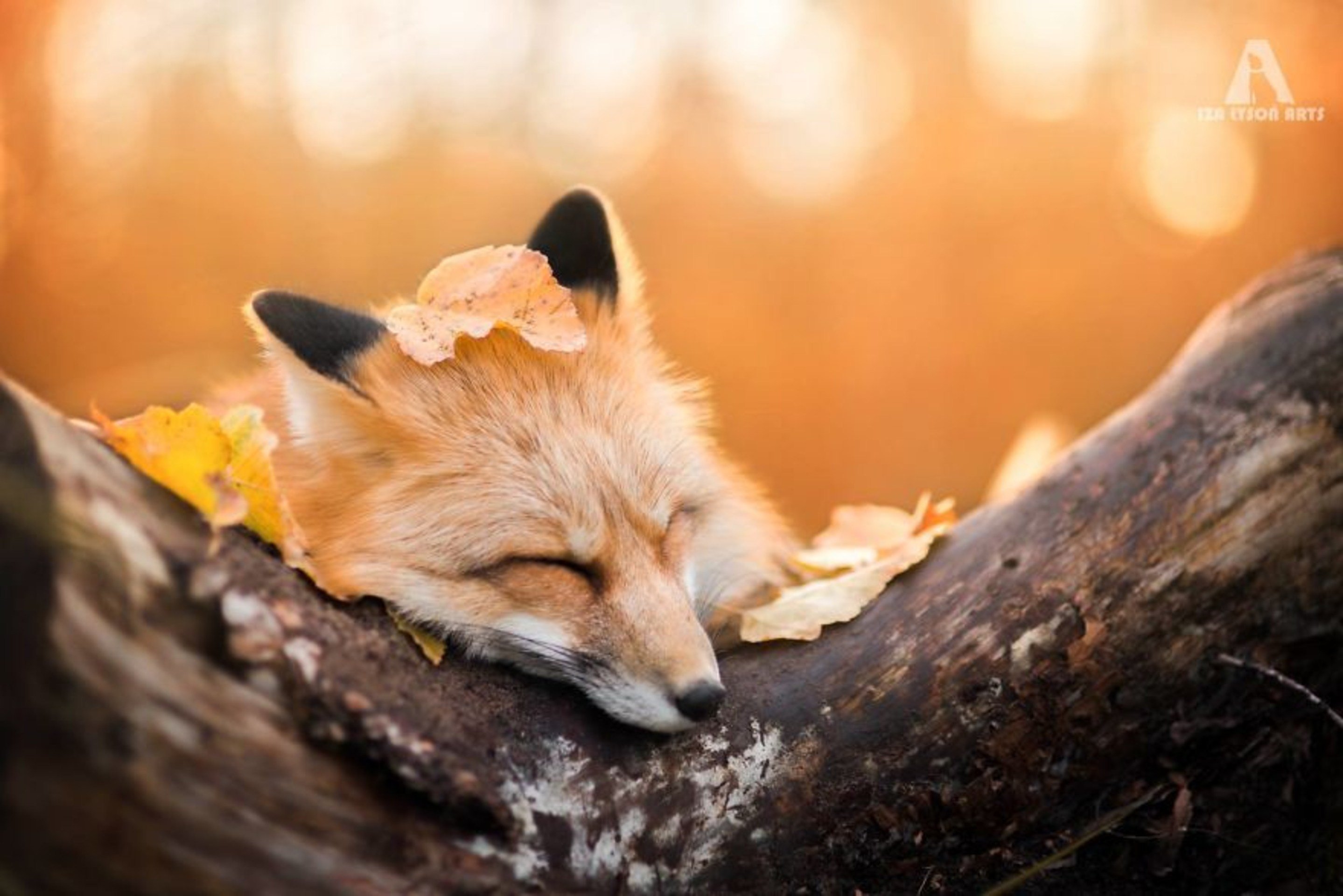 First fox. Лисичка Патрикеевна Полярная. Красивая лиса. Осенняя лиса. Лиса осень.