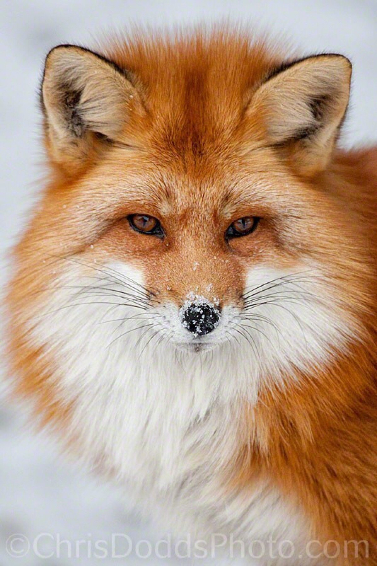 Fluffy fox. Морда лисы. Красивая лиса. Хитрая лиса. Хитрая Лисья морда.