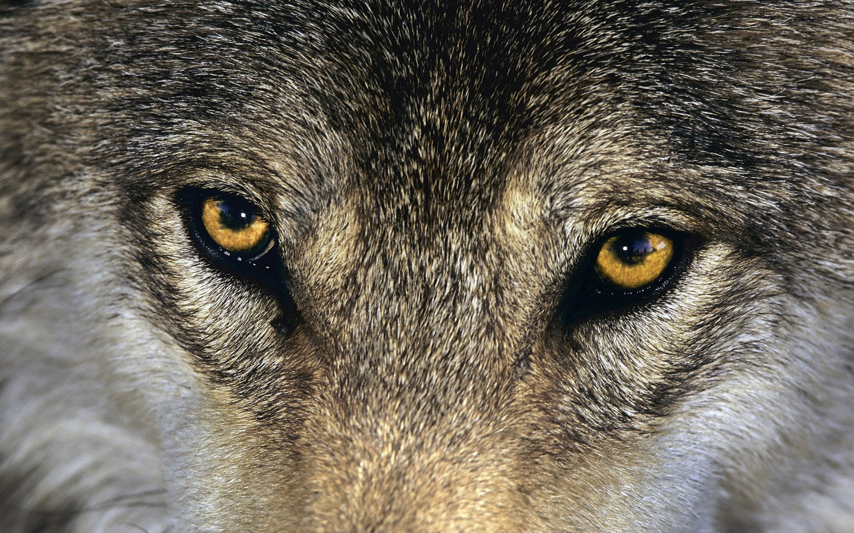 Взгляд волчицы - 84 фото