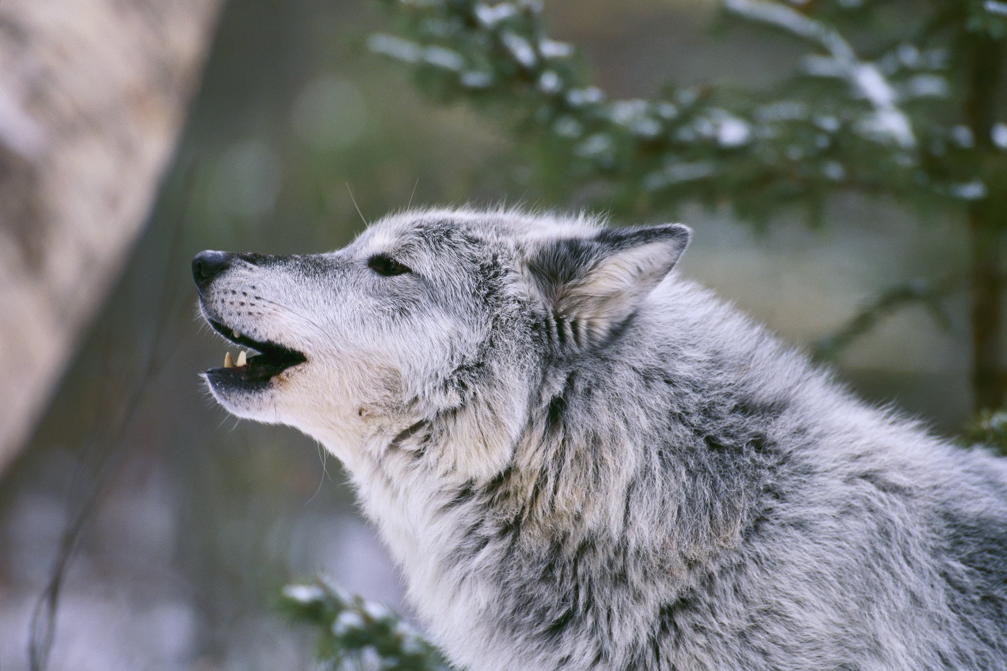Wolf. Манитобский волк. Кенайский волк canis Lupus alces. Мегафауновый волк. Шерстистый волк.