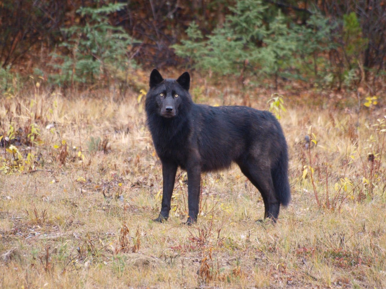 Дикая большая собака. Чёрный канадский волкособ. Канадский волкособ вольфхунд. Канадский волк меланист. Волкособ Вульф черный.