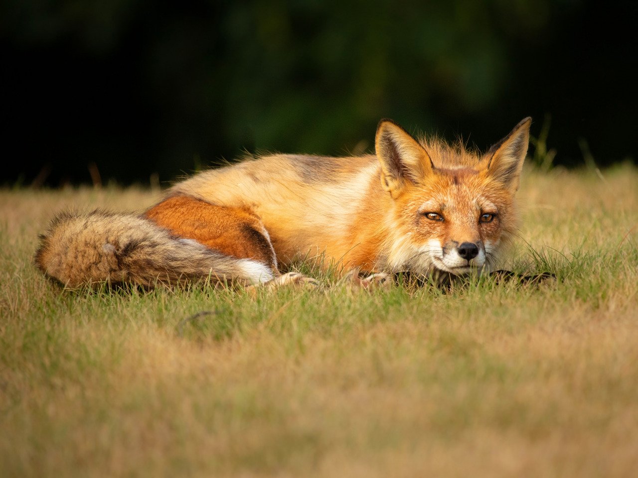 Vixen fox. Лиса. Лисица лежит. Лисенок лежит. Лисичка лежит в траве.