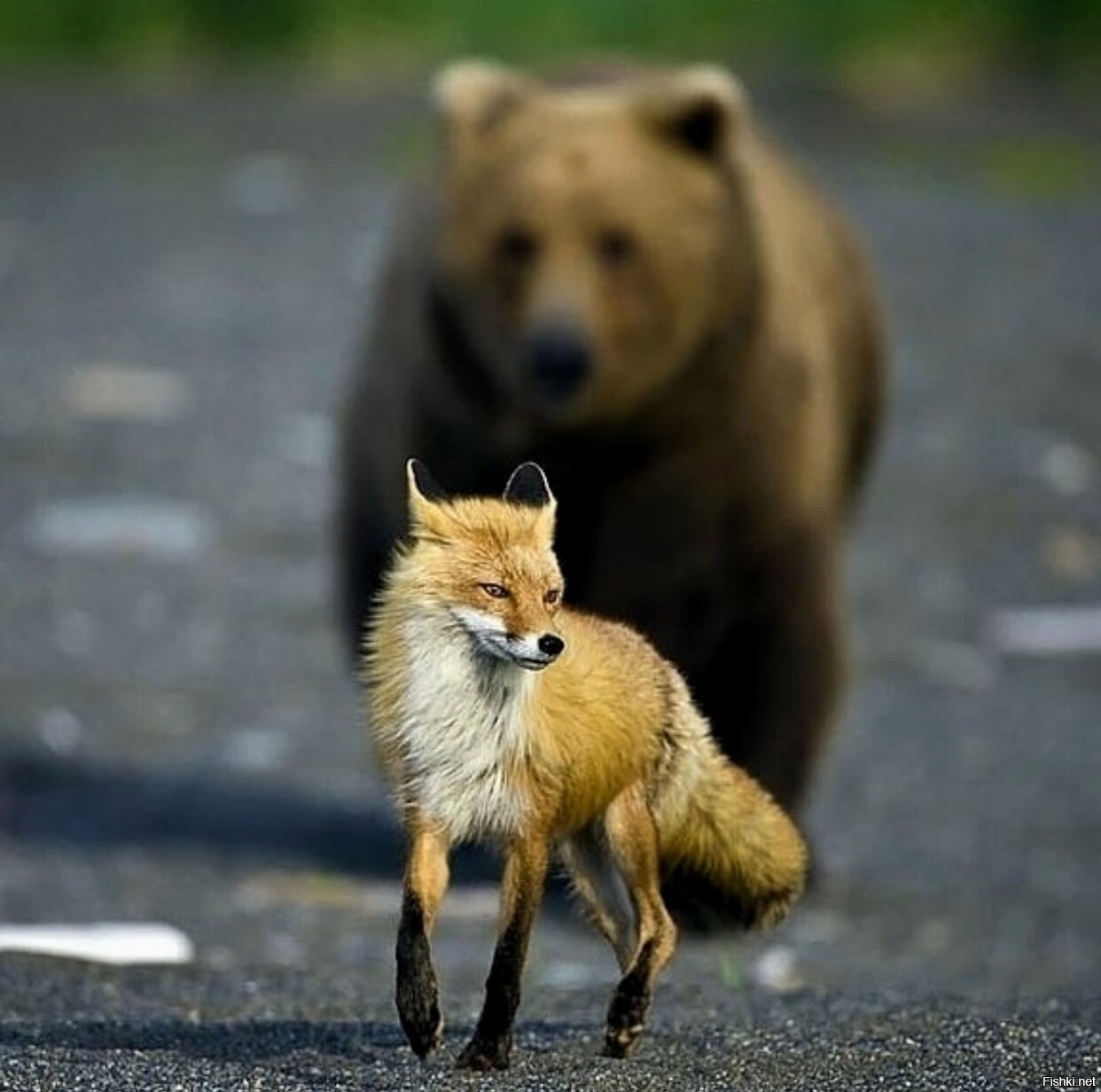 Какие отношения складываются между медведем и лисицей. Медведь и лиса. Лис и медведь. Лисичка и медведь. Лисенок и медведь.