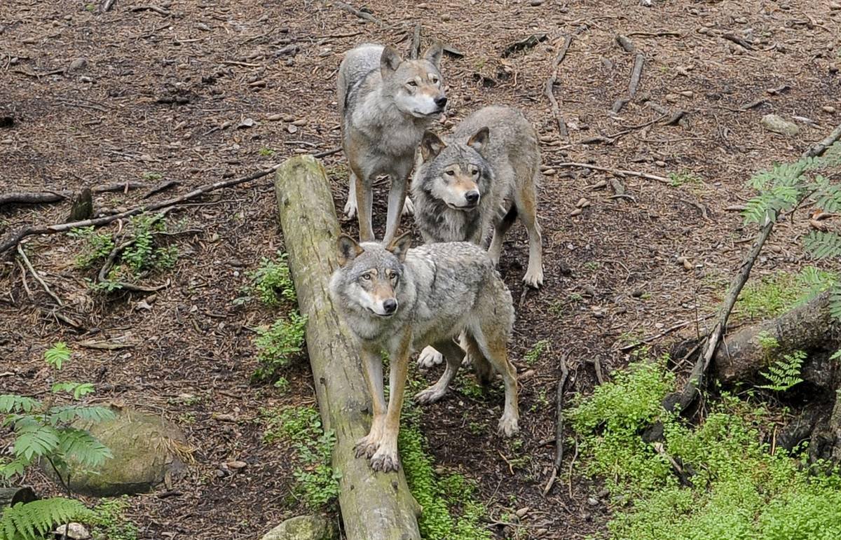 Волки на Камчатке