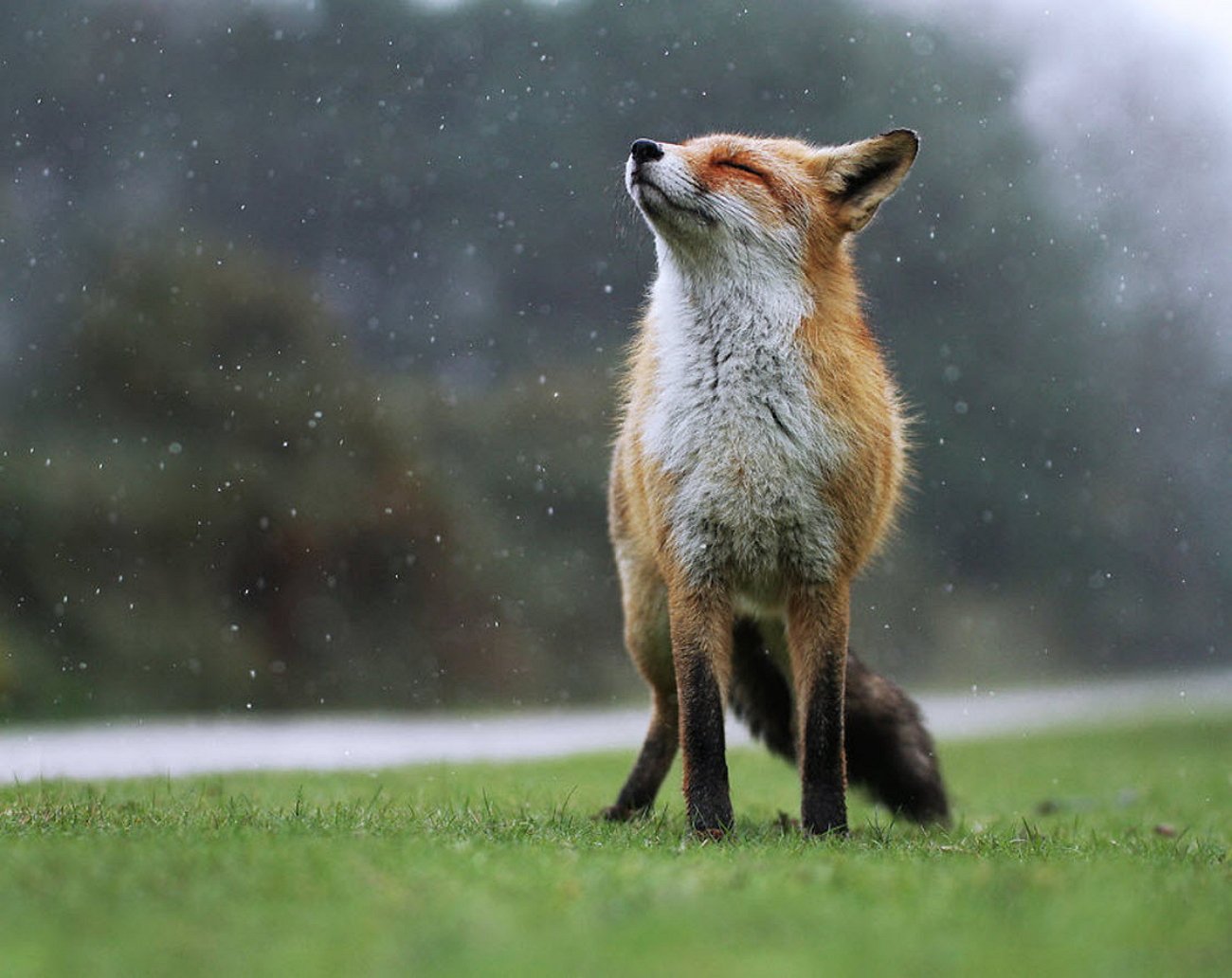 Под fox. Австрийский фотограф Джулиан рад. Лиса. Лапа лисы. Гордый Лис.