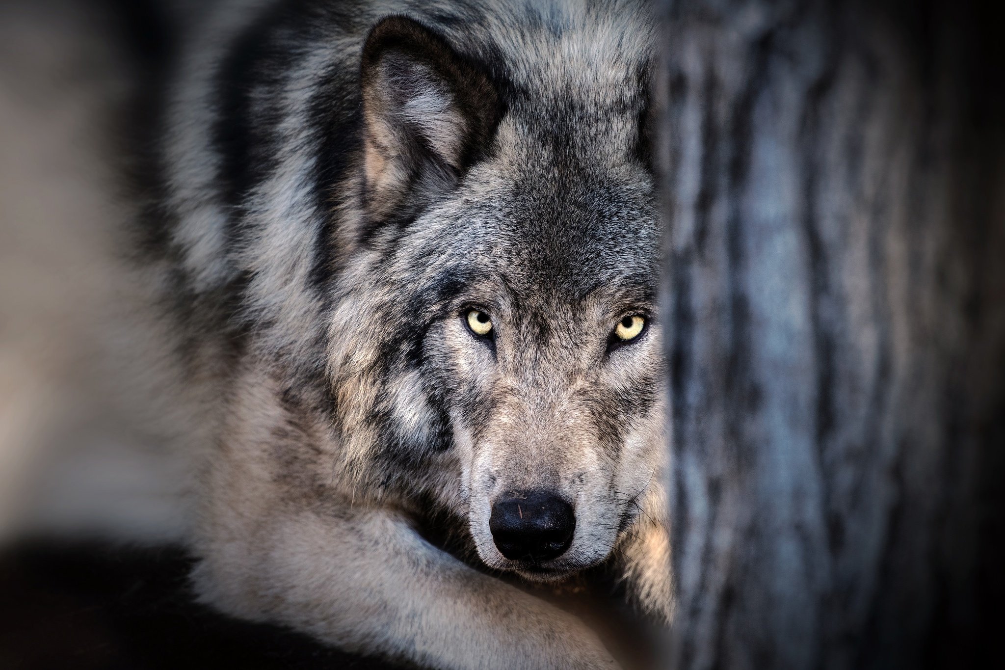 Wolf. Красивый волк. Волк обои. Картинки на рабочий стол волки. Глаз волка.