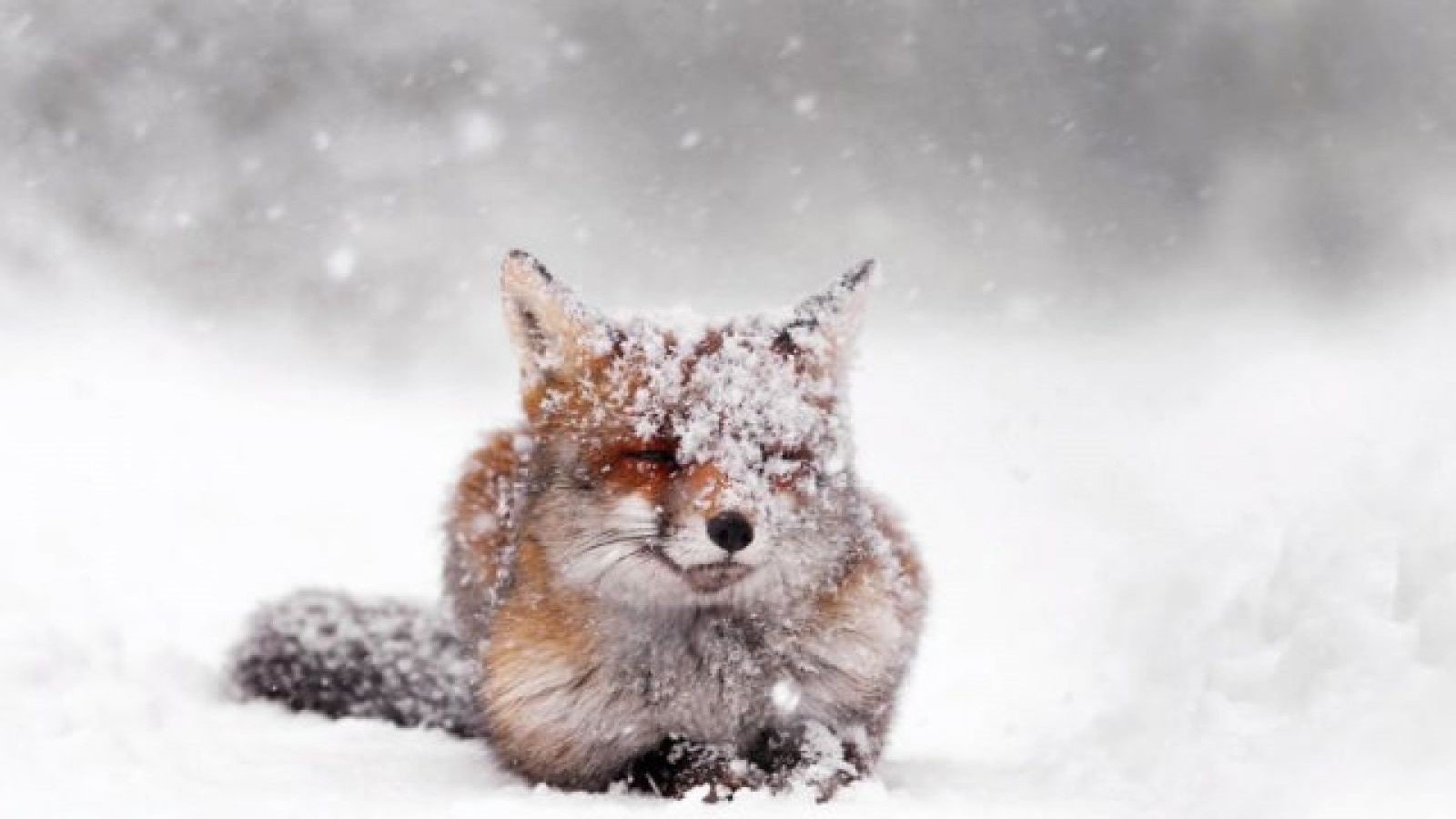Со снежком. Лиса в снегу. Лисенок в снегу. Лиса в сугробе. Доброе утро снег.