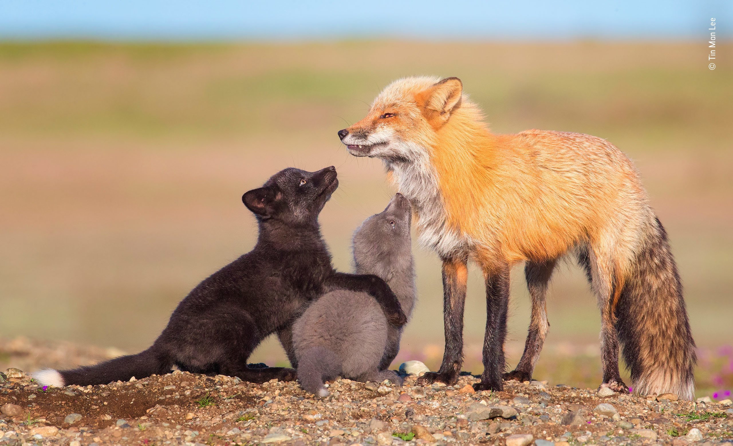 Какие отношения складываются между медведем и лисицей. Чернобурая лисица в природе. Чернобурая и рыжая лисица. Чернобурая лиса и рыжая лиса. Чернобурая лиса с лисятами.