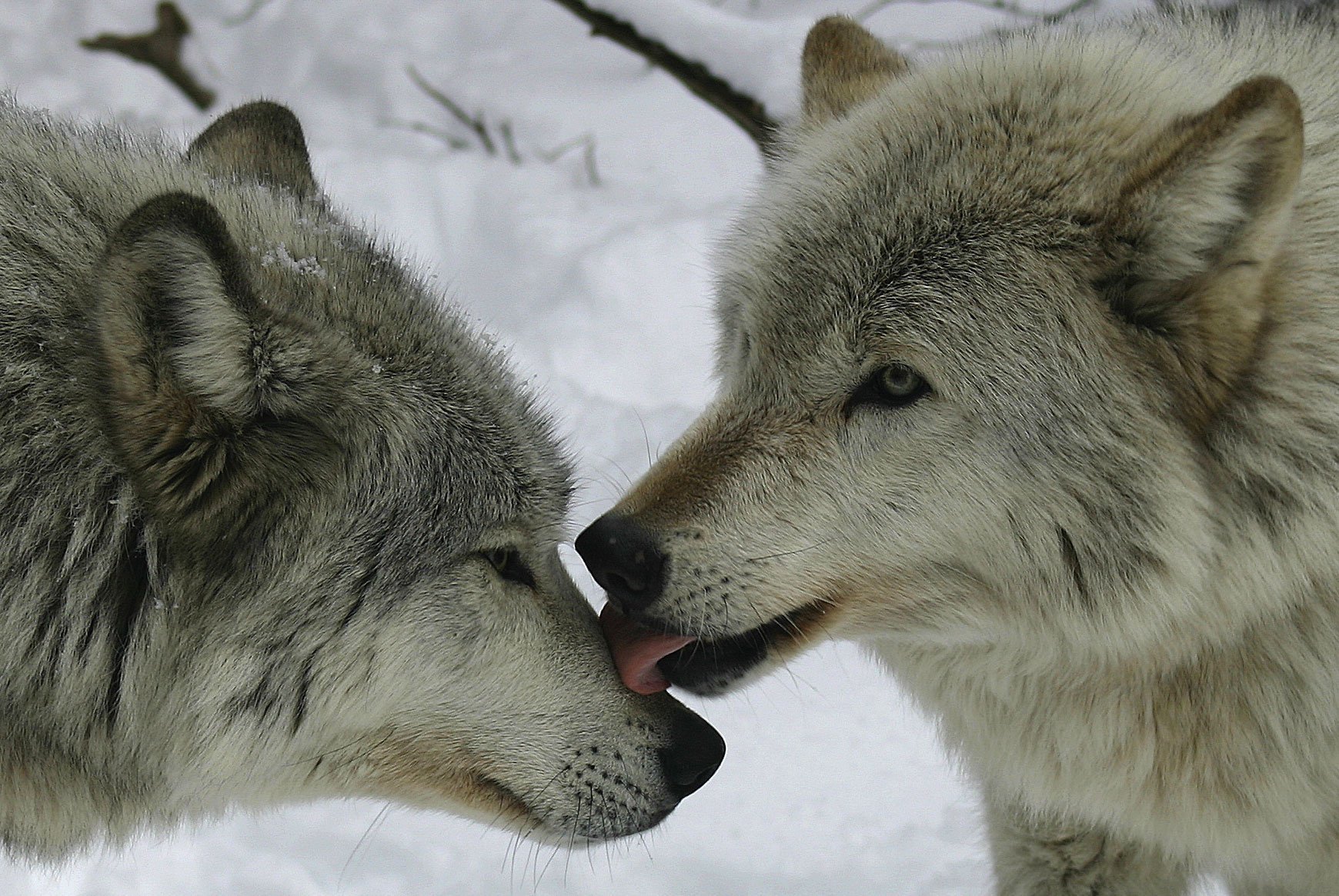 Полюбить волка. Волк и волчица. Влюбленные волки. Пара Волков. Два волка.