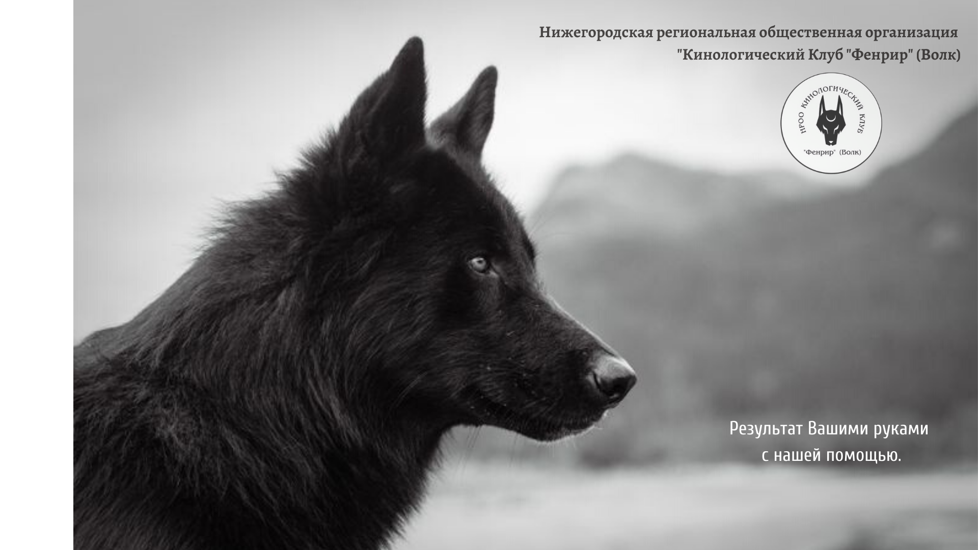 Благородный черный пес. Вольфхунд. Черный Аляскинский волк. Волкособ. Русский вольфхунд черный.
