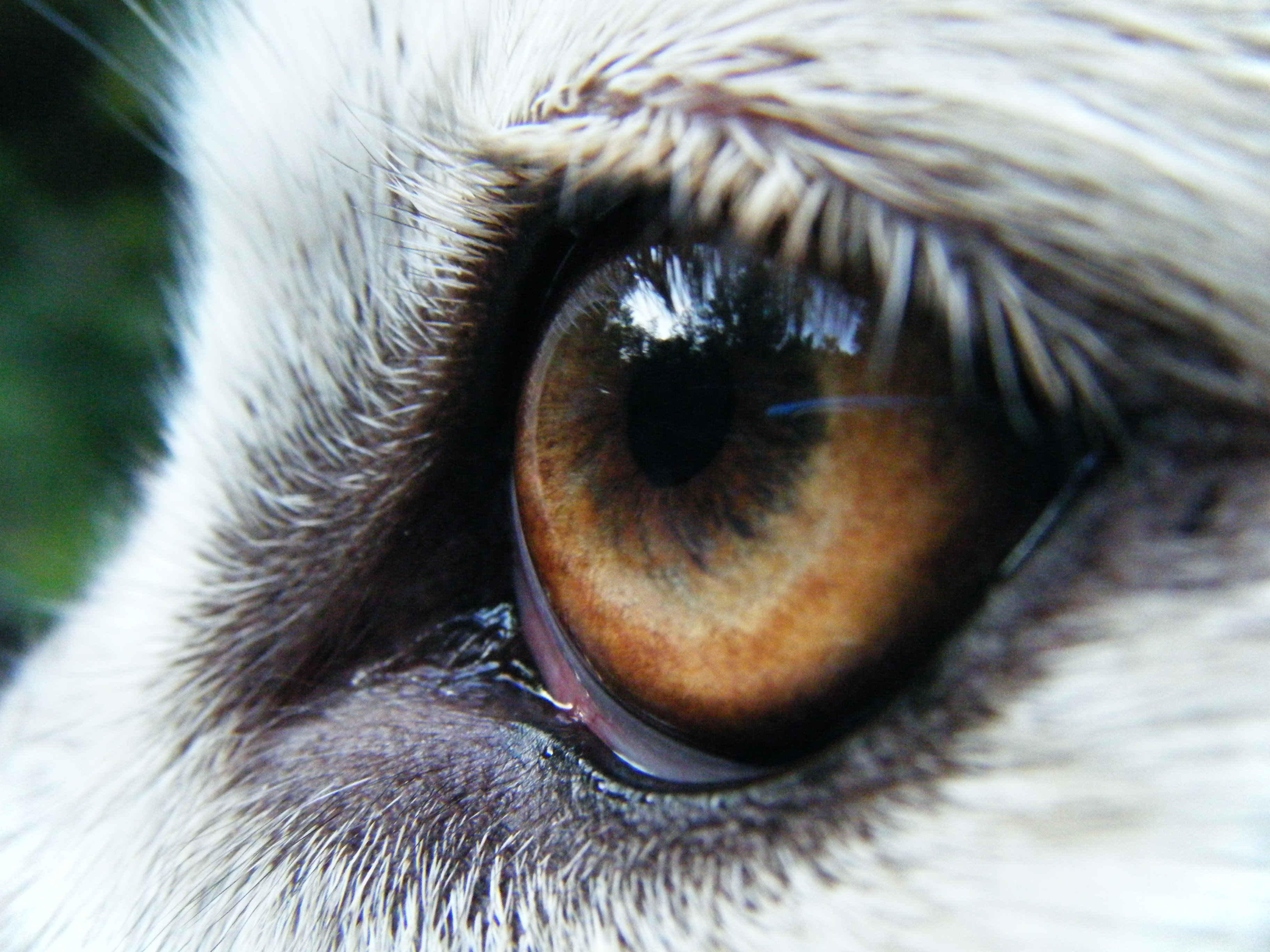 Какие глаза у зверей. Волчьи глаза гетерохромия. Глаз волка. Необычные глаза животных. Глаза животных вблизи.