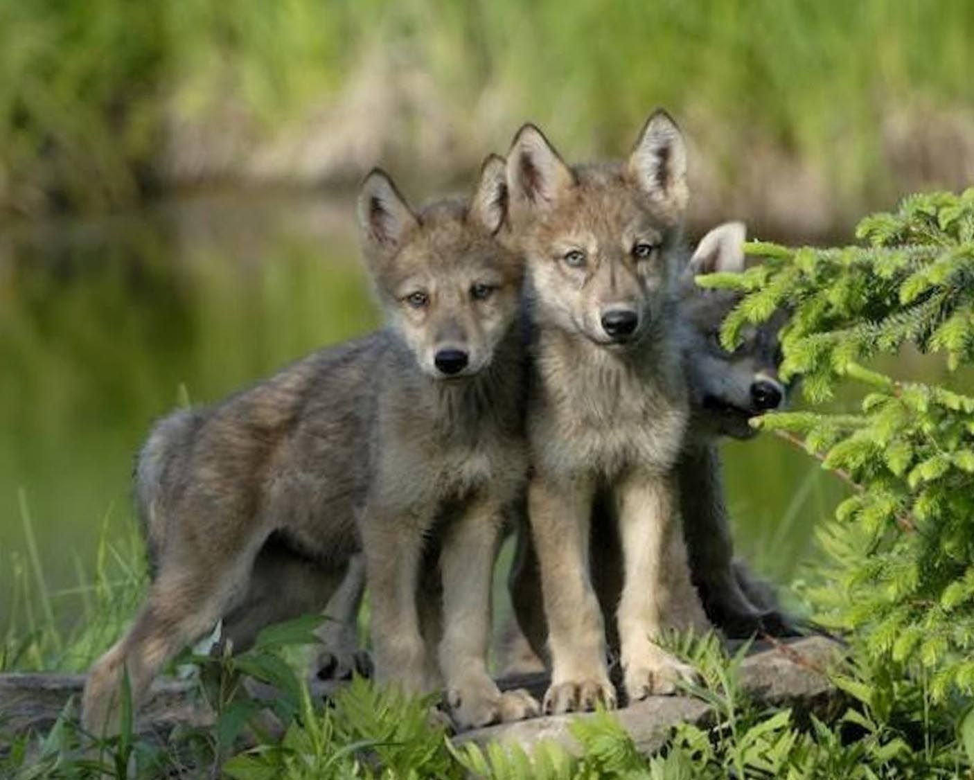 Дикие волки 3. Волк волчица Волчонок семья. Волк волчица и 3 волчонка. Логово волка с волчатами. Животное волк волчица и волчата.