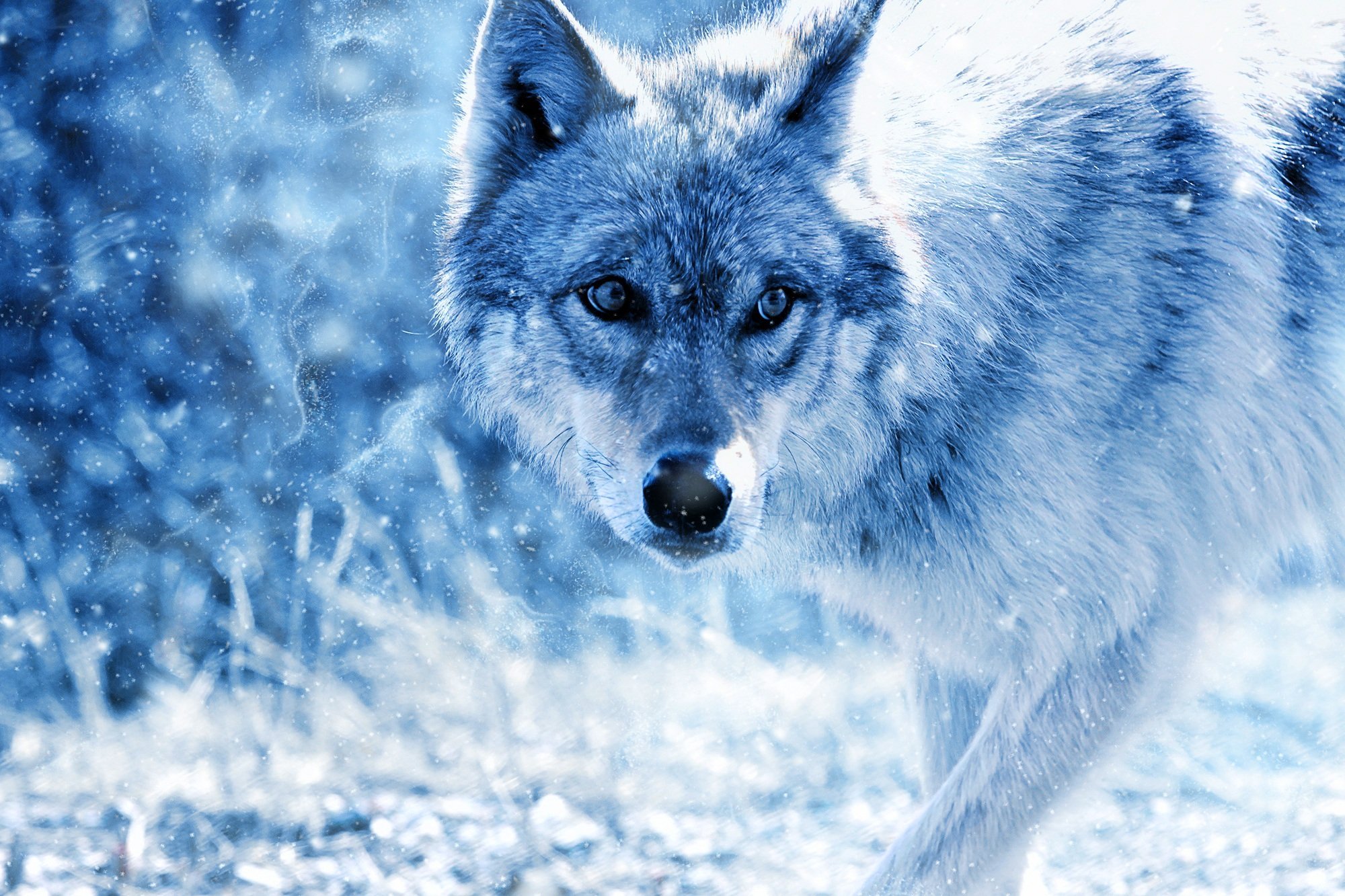 Красивые обои волки. Красивый волк. Снежный волк. Картинки на рабочий стол волки. Волк зима.
