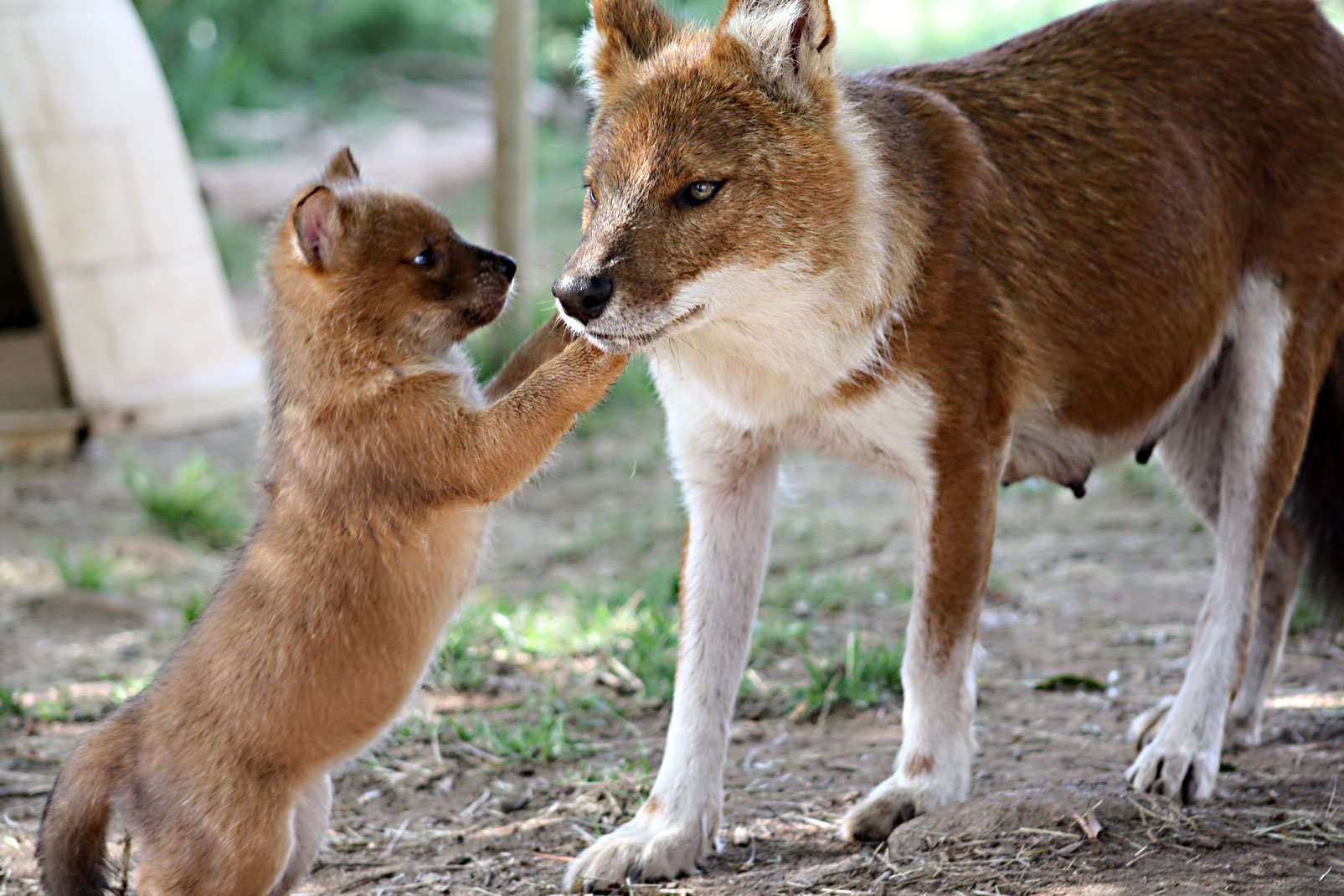 Редкость животных. Красный волк. Красный волк cuon Alpinus. Тянь-Шанский красный волк. Красный (горный) волк или cuon Alpinus.