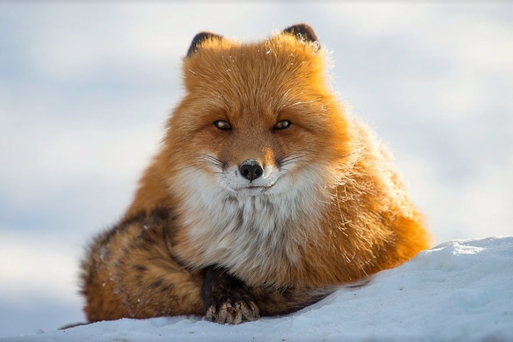 Fluffy fox. Анадырская обыкновенная лисица. Красивая лиса. Песец рыжий. Красивый Лис.