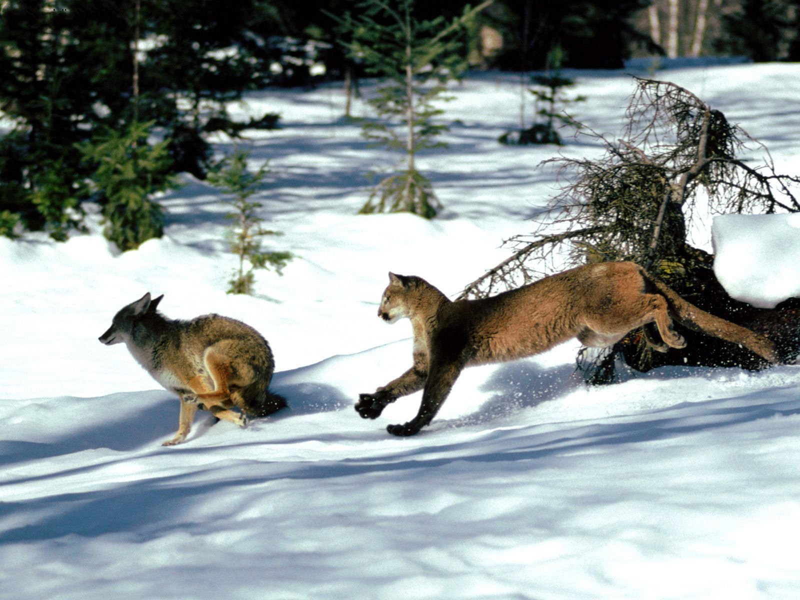 Охота на лису волка. Пума охотится на Рысь.