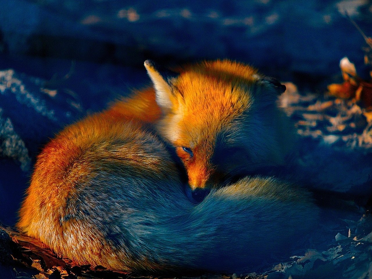 Рыжая лиса во сне. Лиса - зверь Макошев. Рыжая лиса. Красивая лиса. Голубая лиса.