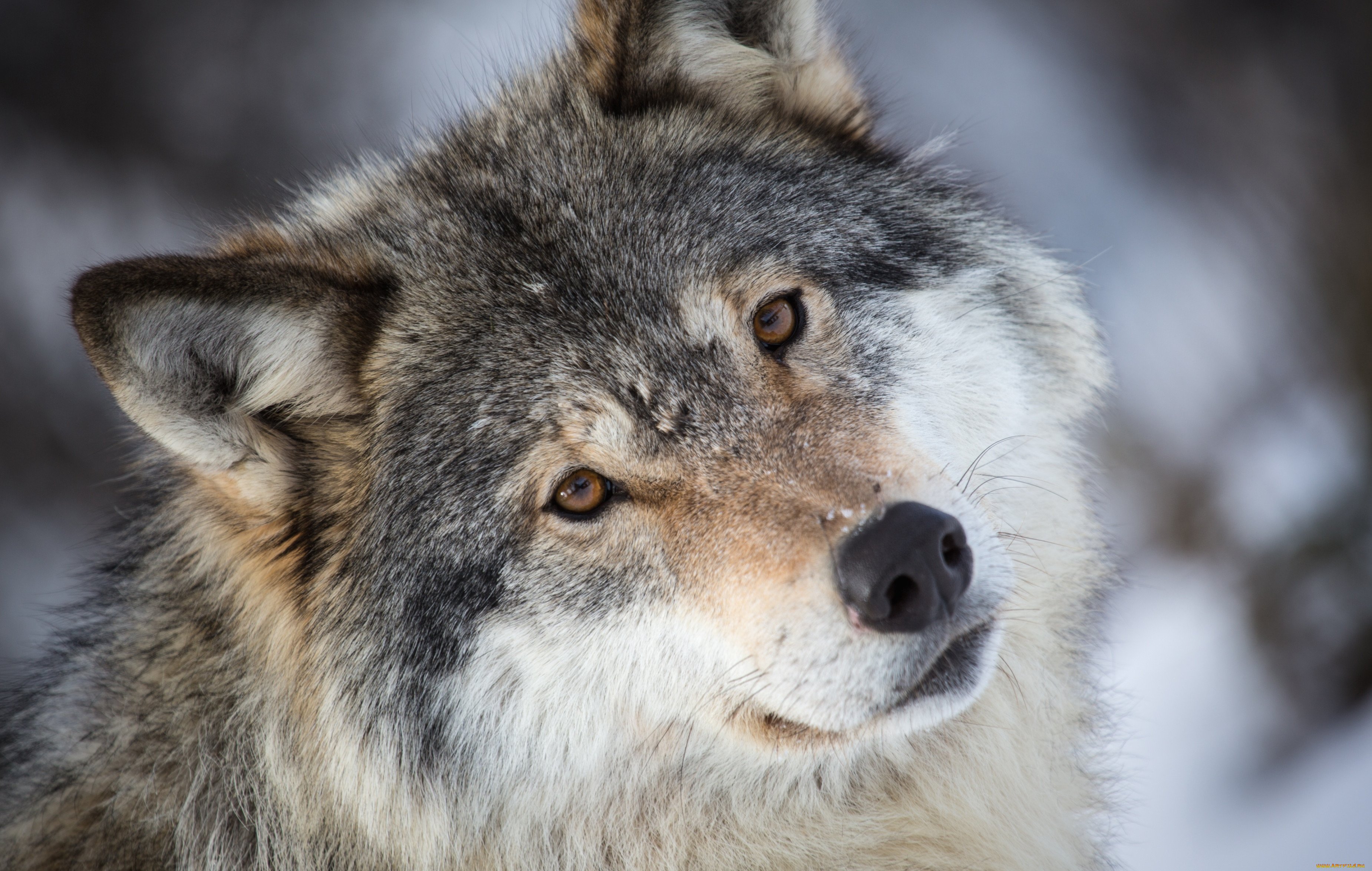 Большой мудрый зверь. Морда волка. Волк серый. Красивый волк. Красивый гордый волк.
