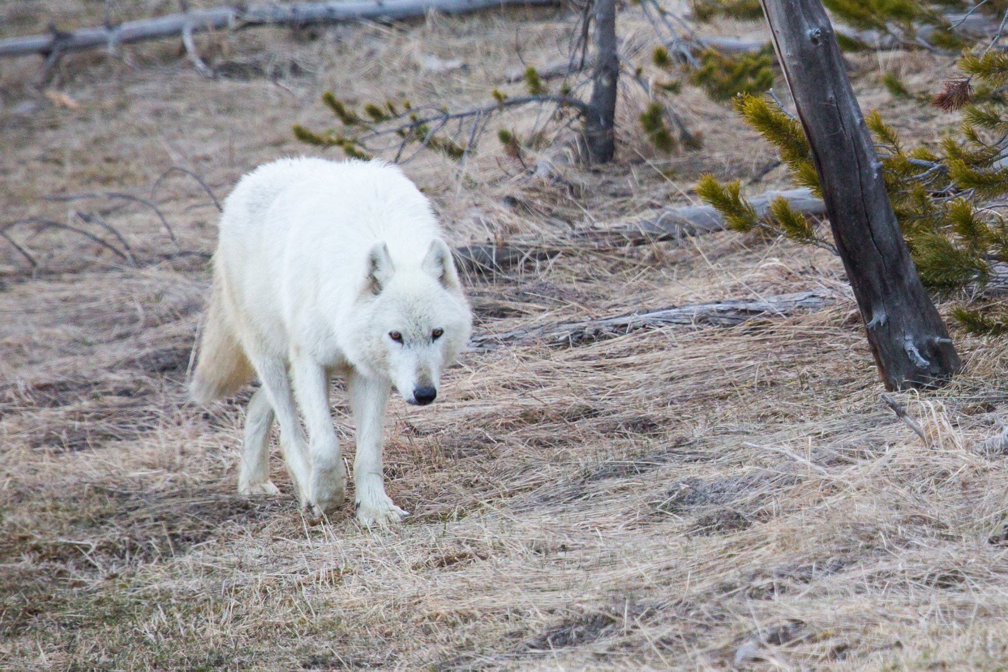 Йеллоустонский национальный парк волки
