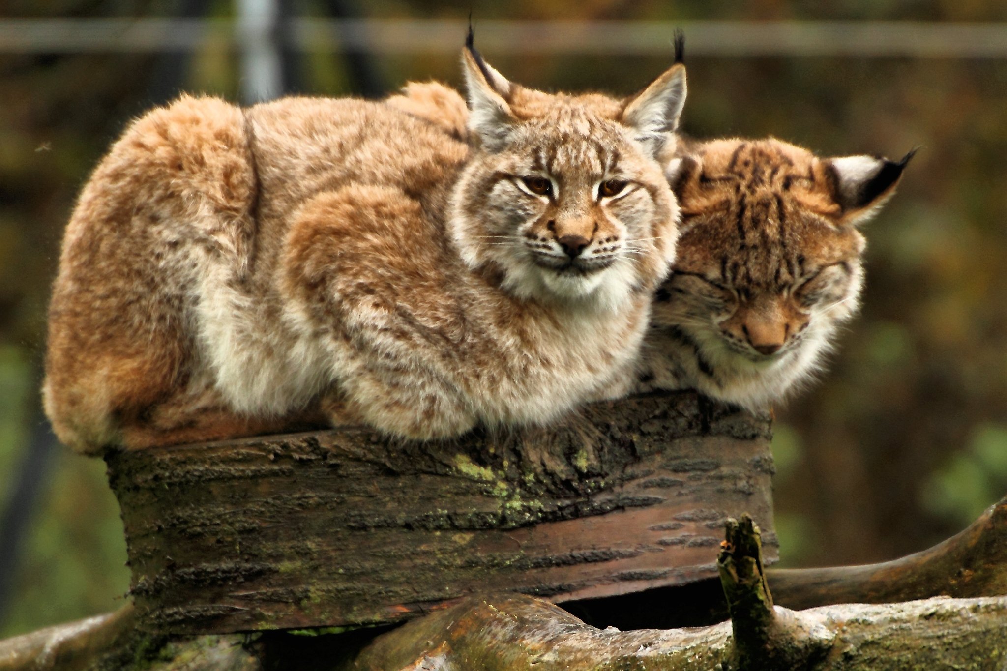 И рысь и карьер. Обыкновенная Рысь. European Lynx. Европейская Рысь. Рысь 2.