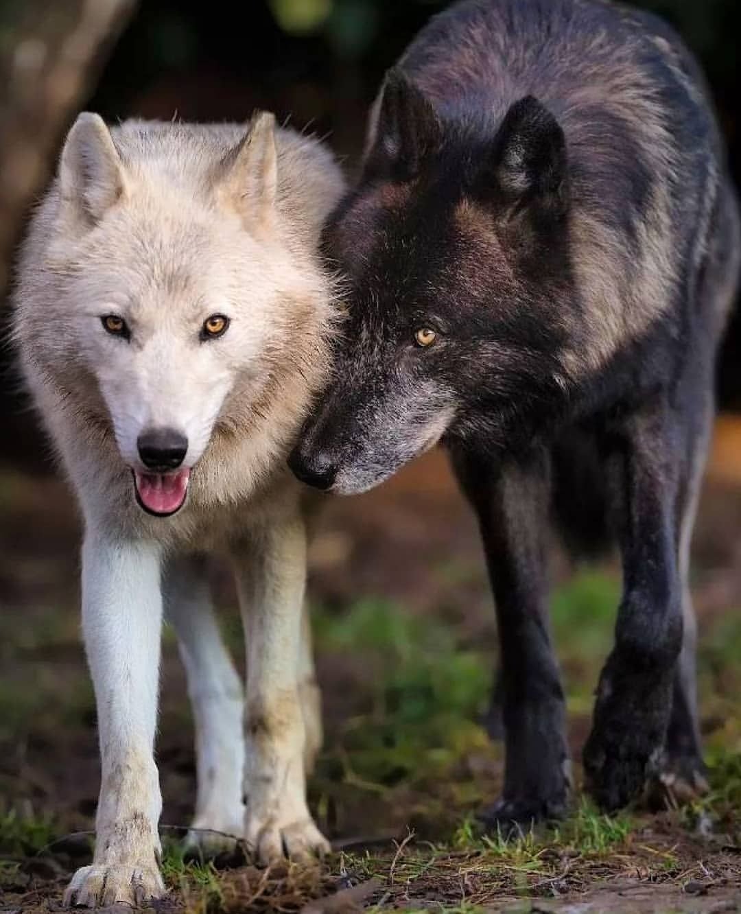 Черный и белый волк - 50 фото