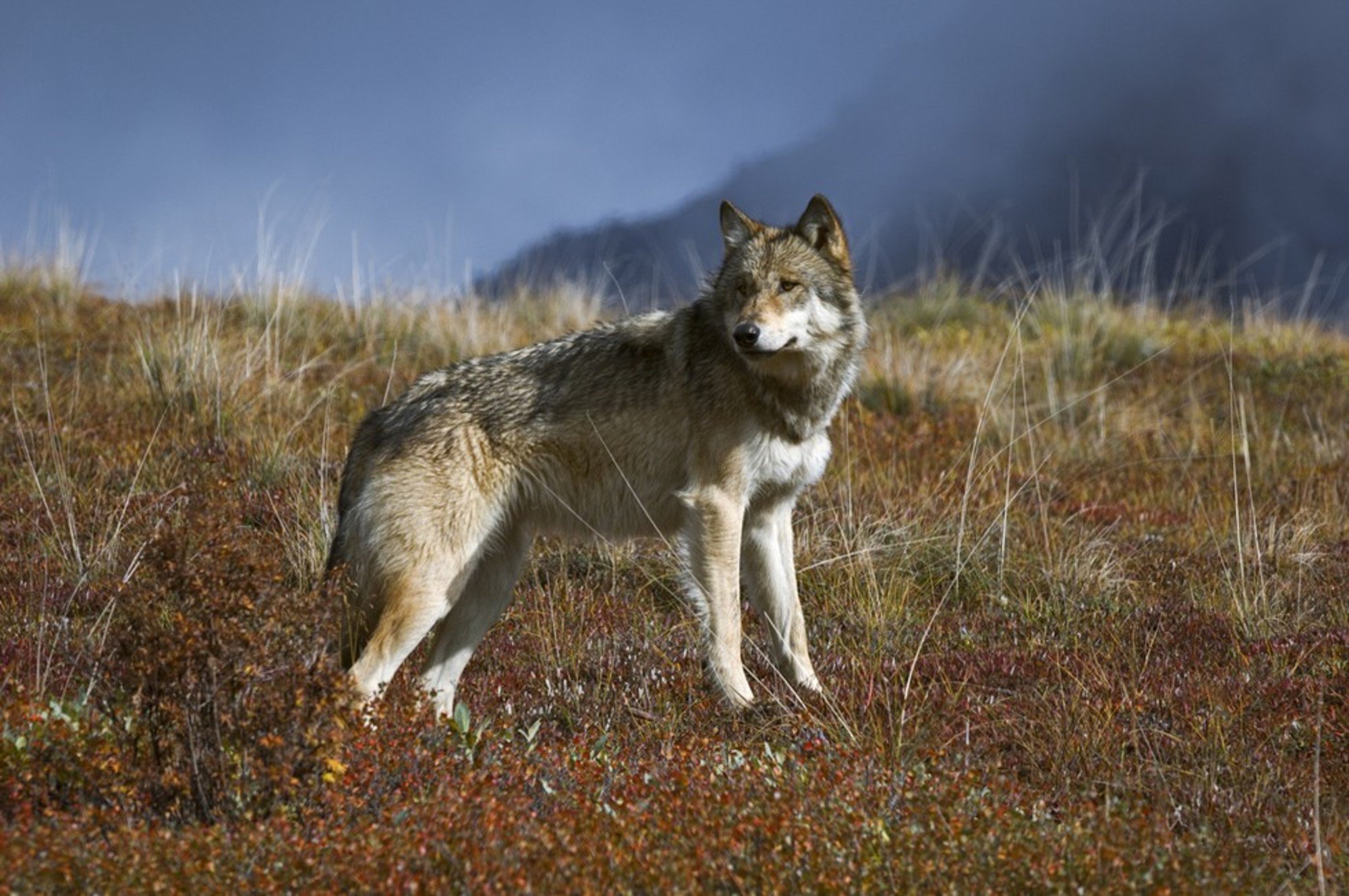 Волк евразии. Сибирский Тундровый волк. Волк Канис Люпус. Тундровый волк в тундре. Тундровый волк (canis Lupus Albus) самка.