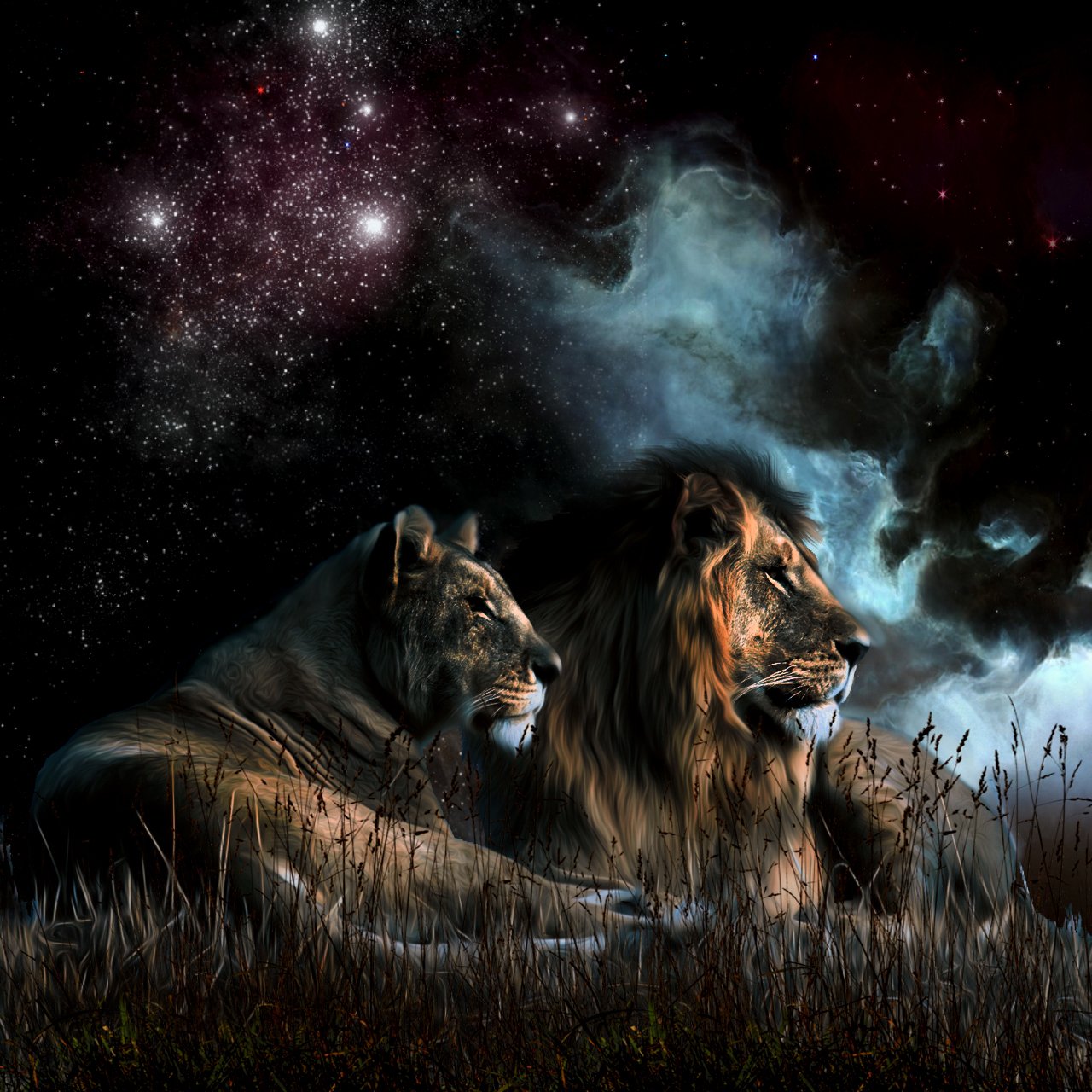 Свирепый любовь. Лев ночью. Волк и Лев. Лев и львица. Лев и тигр.