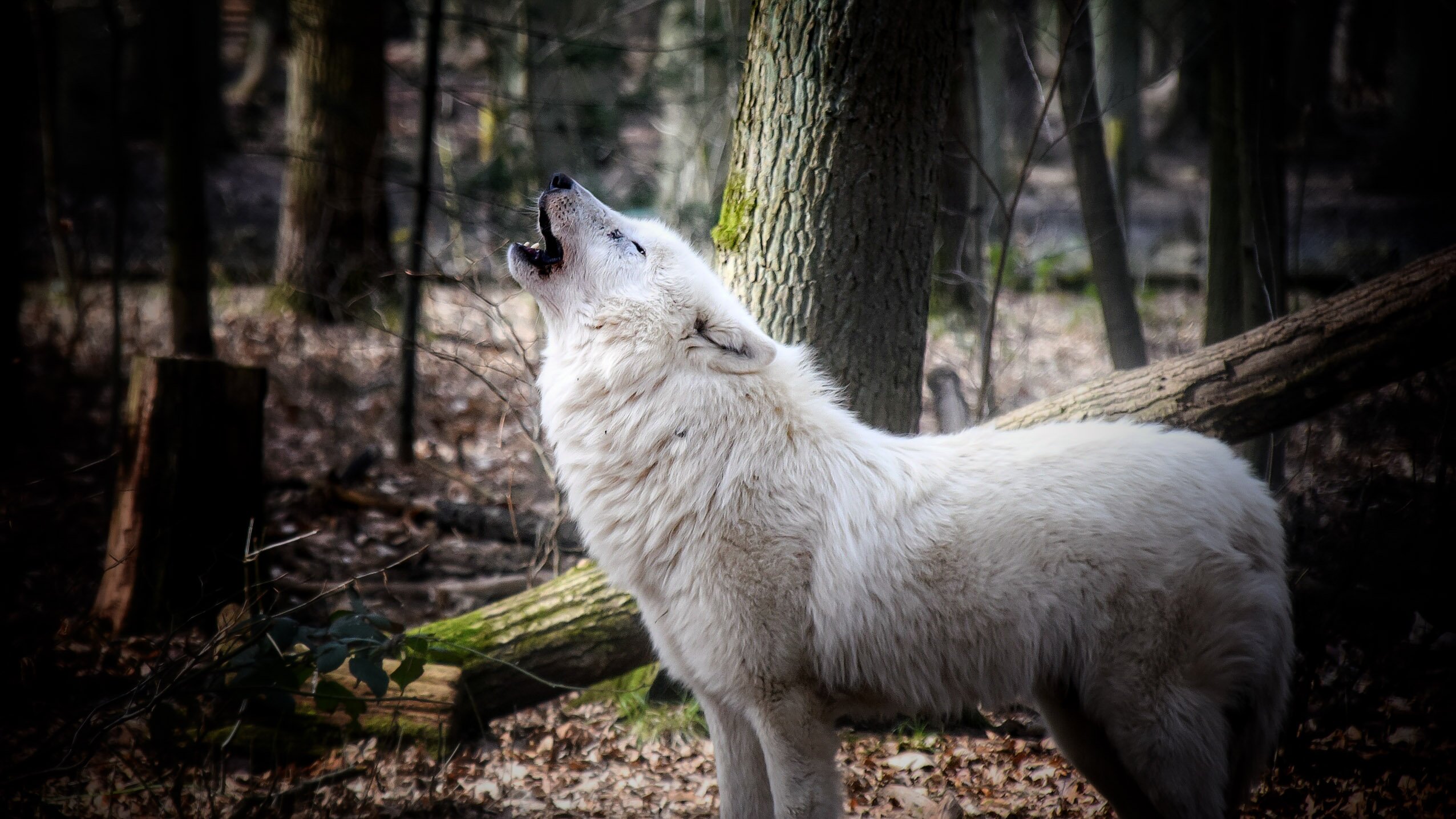 Гибель животных альбиносов в дикой природе. Альбинос лютоволк. Американская овчарка лютоволк. Белый волк лютоволк. Волчица альбинос.