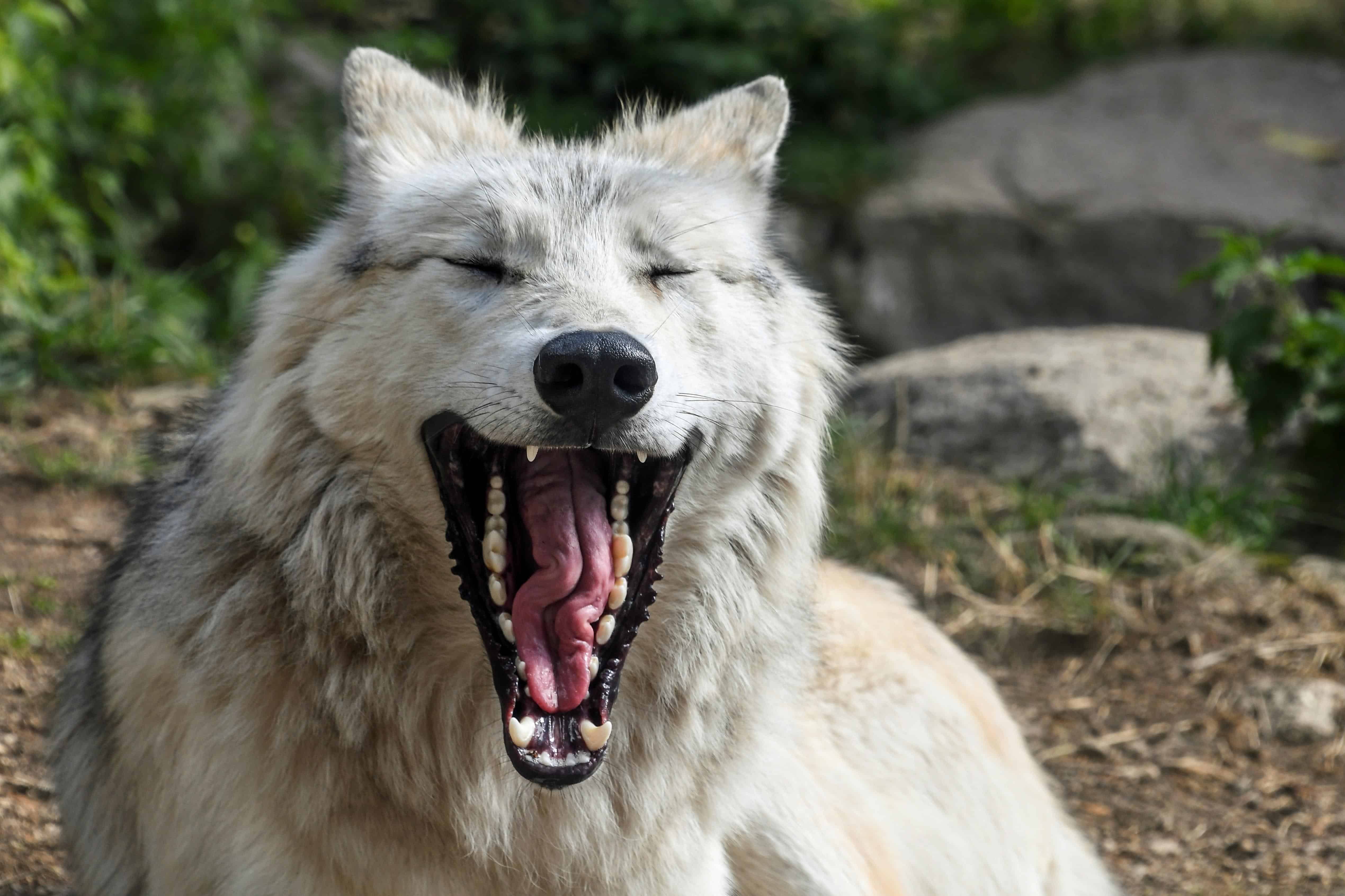 Волк поговори. Волк белый клык. Полярный волк оскал. Волк зевает.