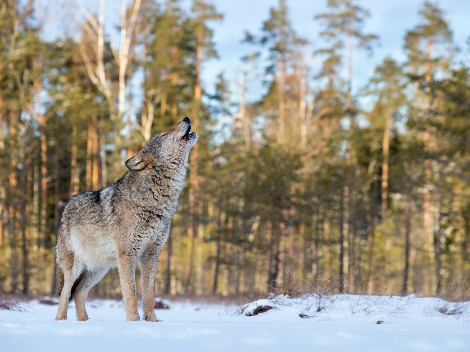 Охота диких волков. Таёжный волк Сибири. Волк в тайге. Волк зимой в лесу. Животные тайги волк.