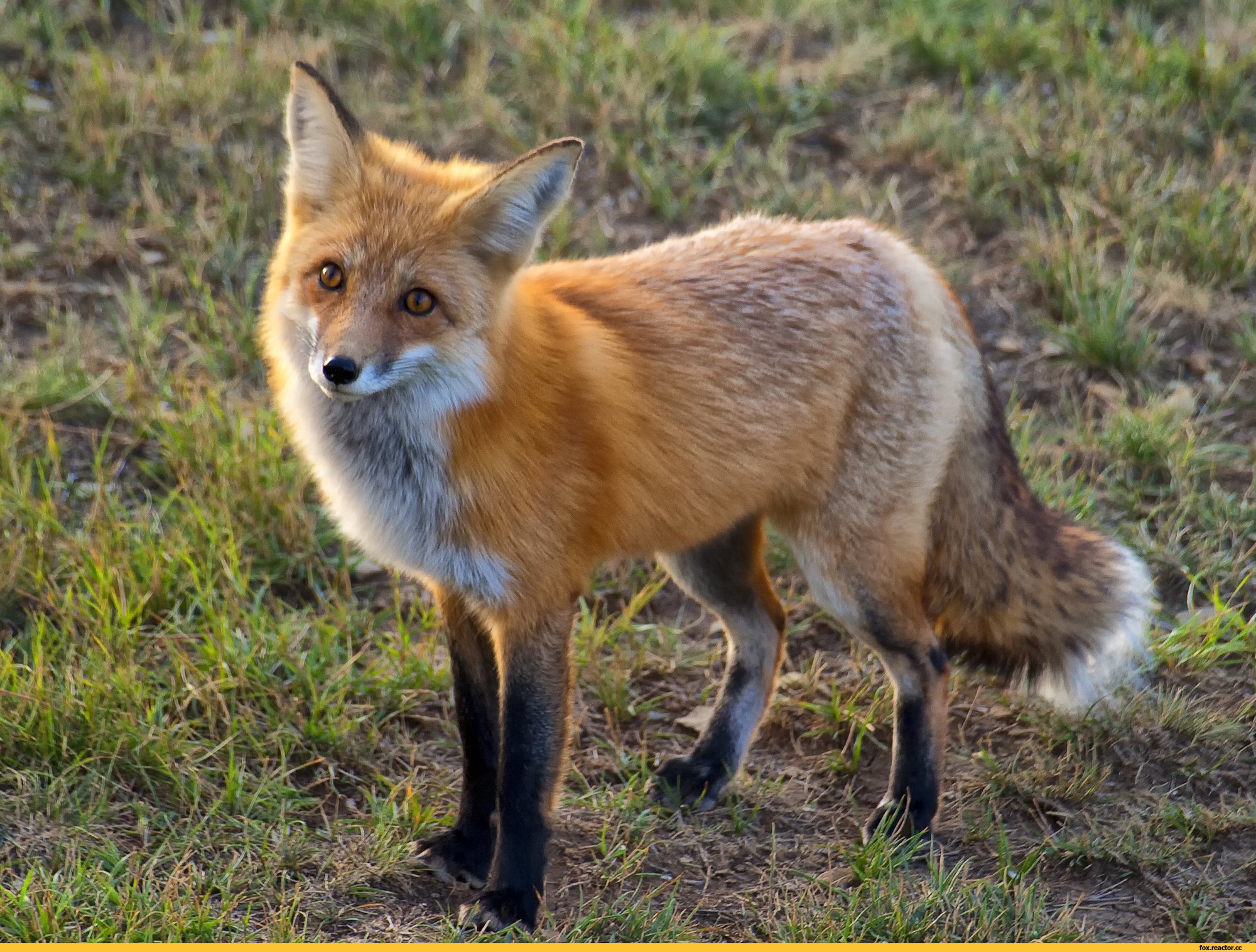 Fox wiki