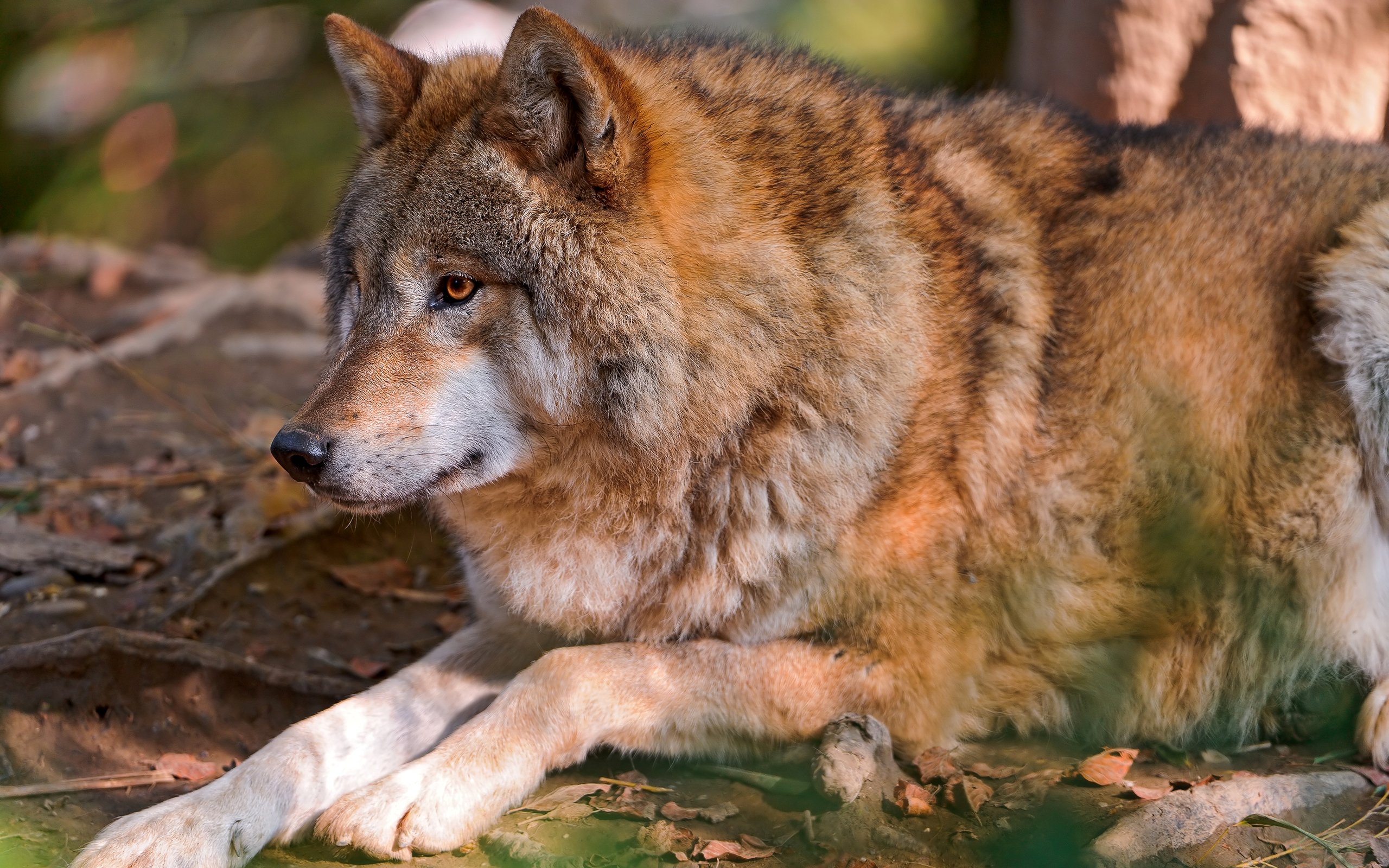 Степные волки 3. Койот Степной волк. Волк и койот. Степной волк Казахстана. Степной волк животное.