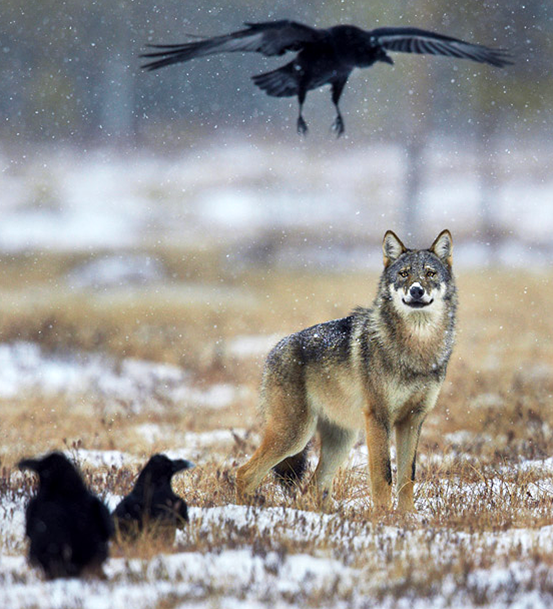 Niko Pekonen волк. Волки и вороны. Стая Волков. Волк и ворон.