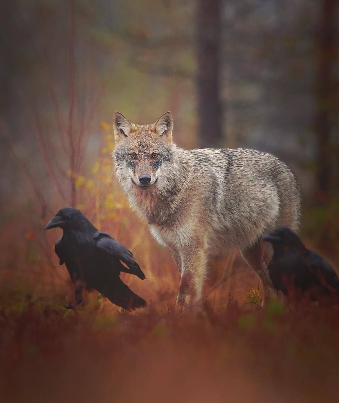 Волки да вороны. Niko Pekonen волк. Волк и ворон. Волки и вороны.